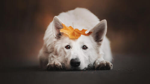 Бесплатное фото Рыжий лист на белой собаке