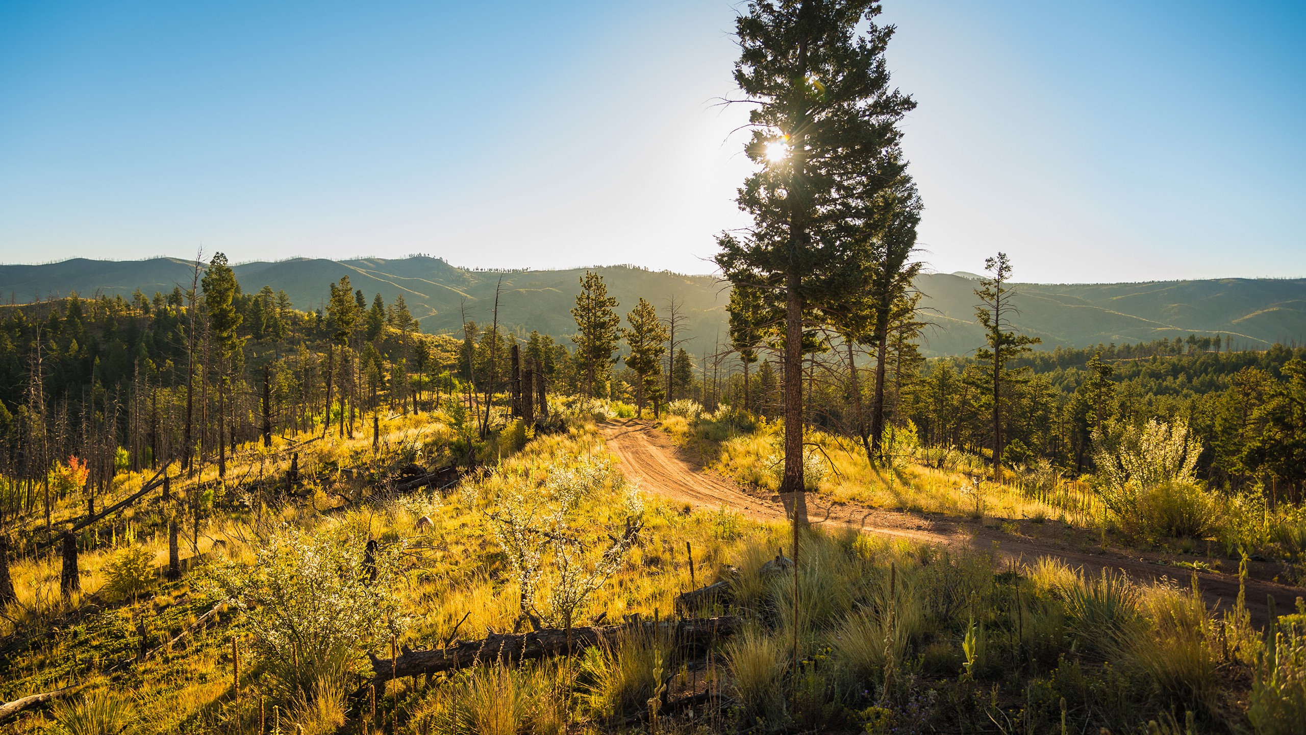 Wallpapers sun light landscape forest on the desktop