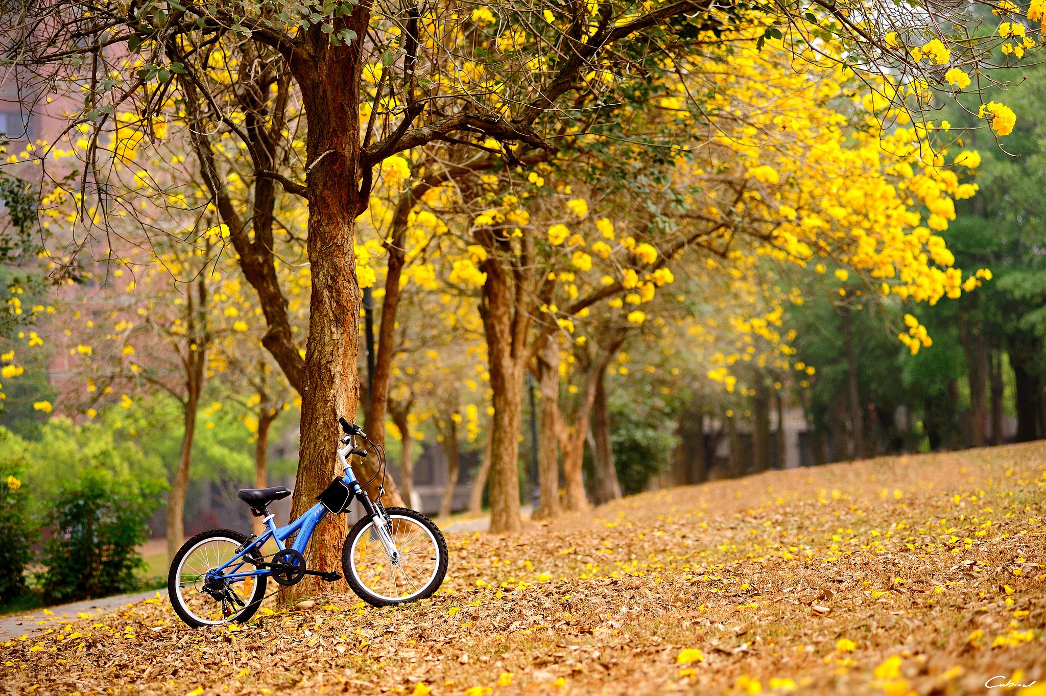 桌面上的壁纸树叶 单车 秋季