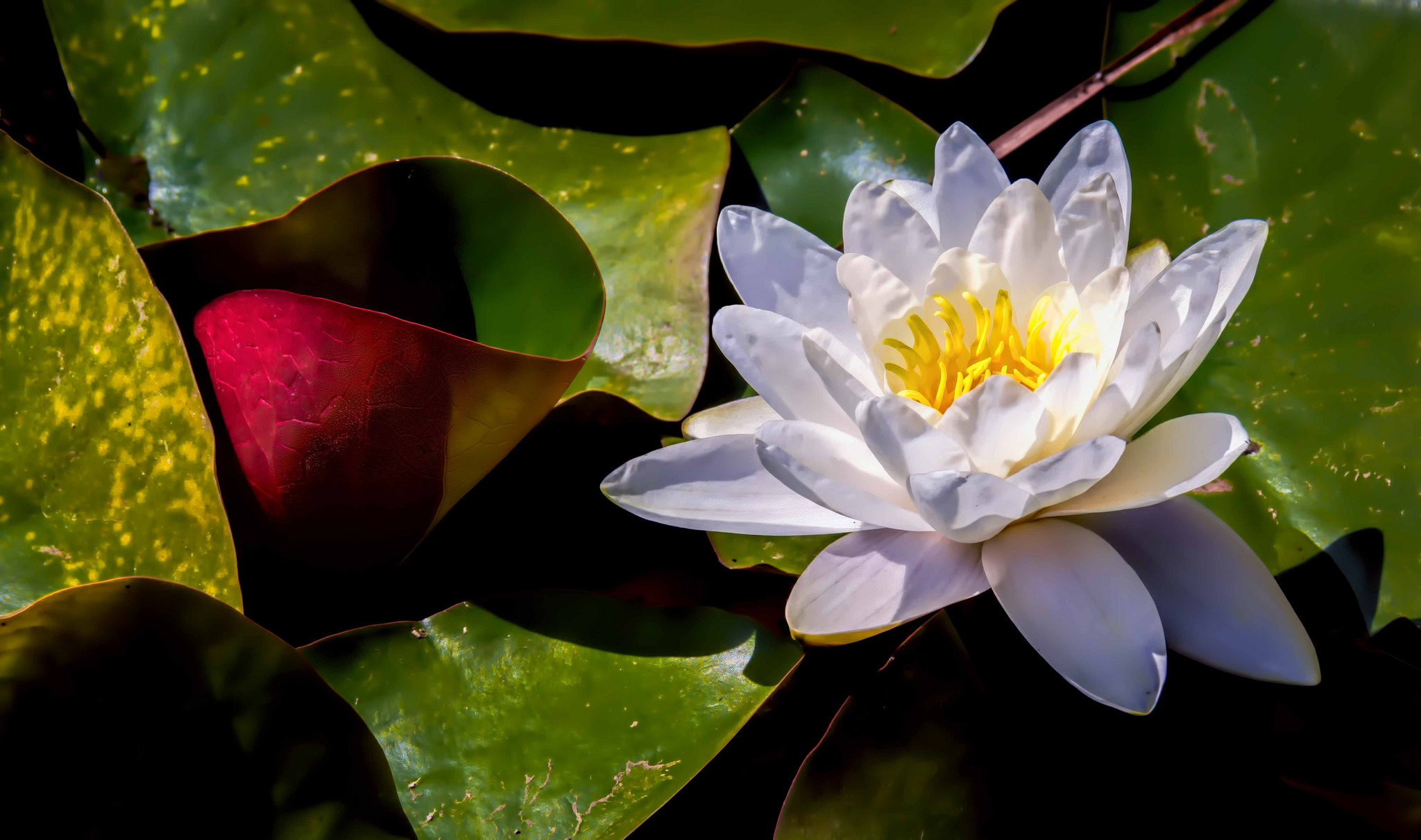 Free photo White lily