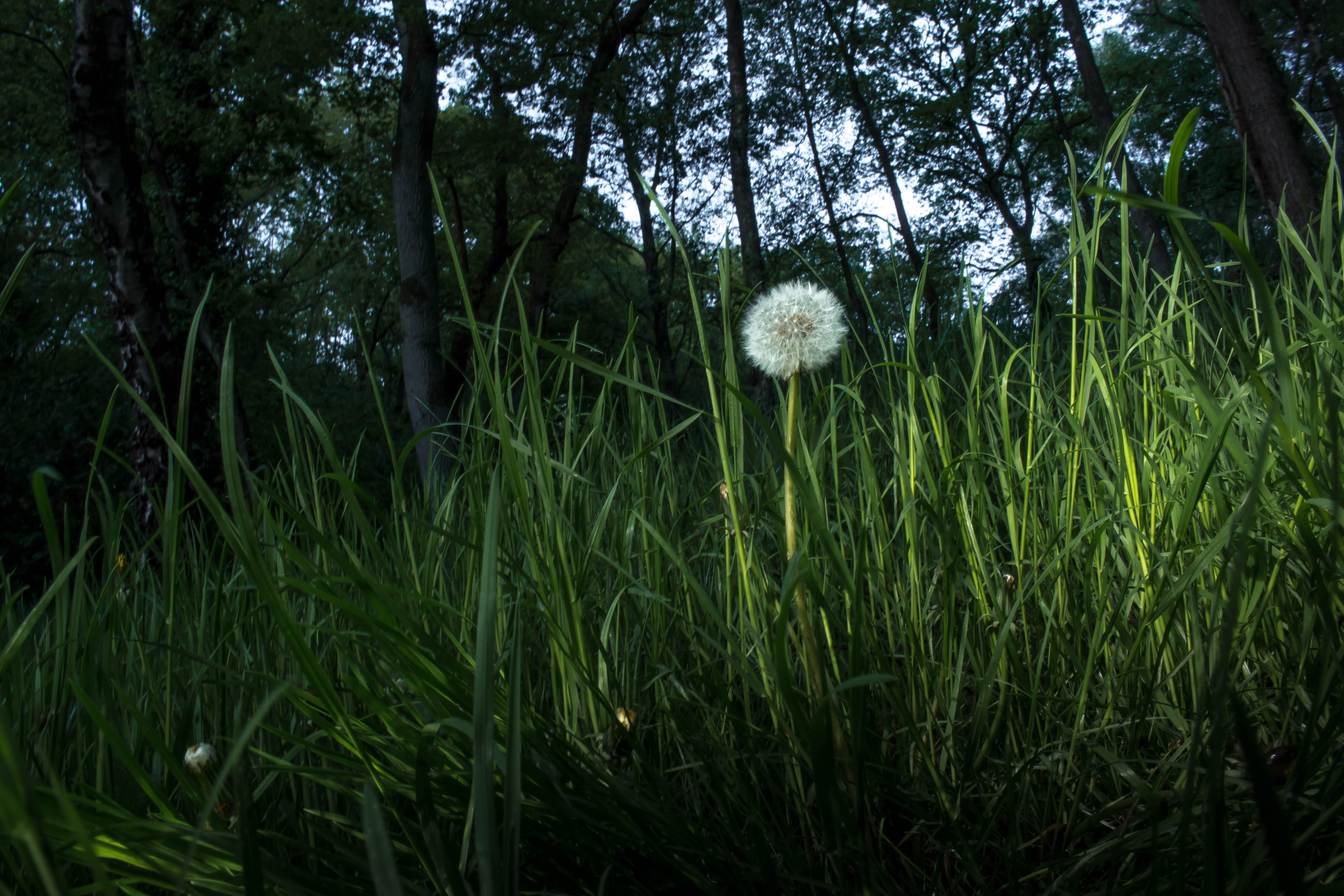 Wallpapers wallpaper dandelion plants leaves on the desktop