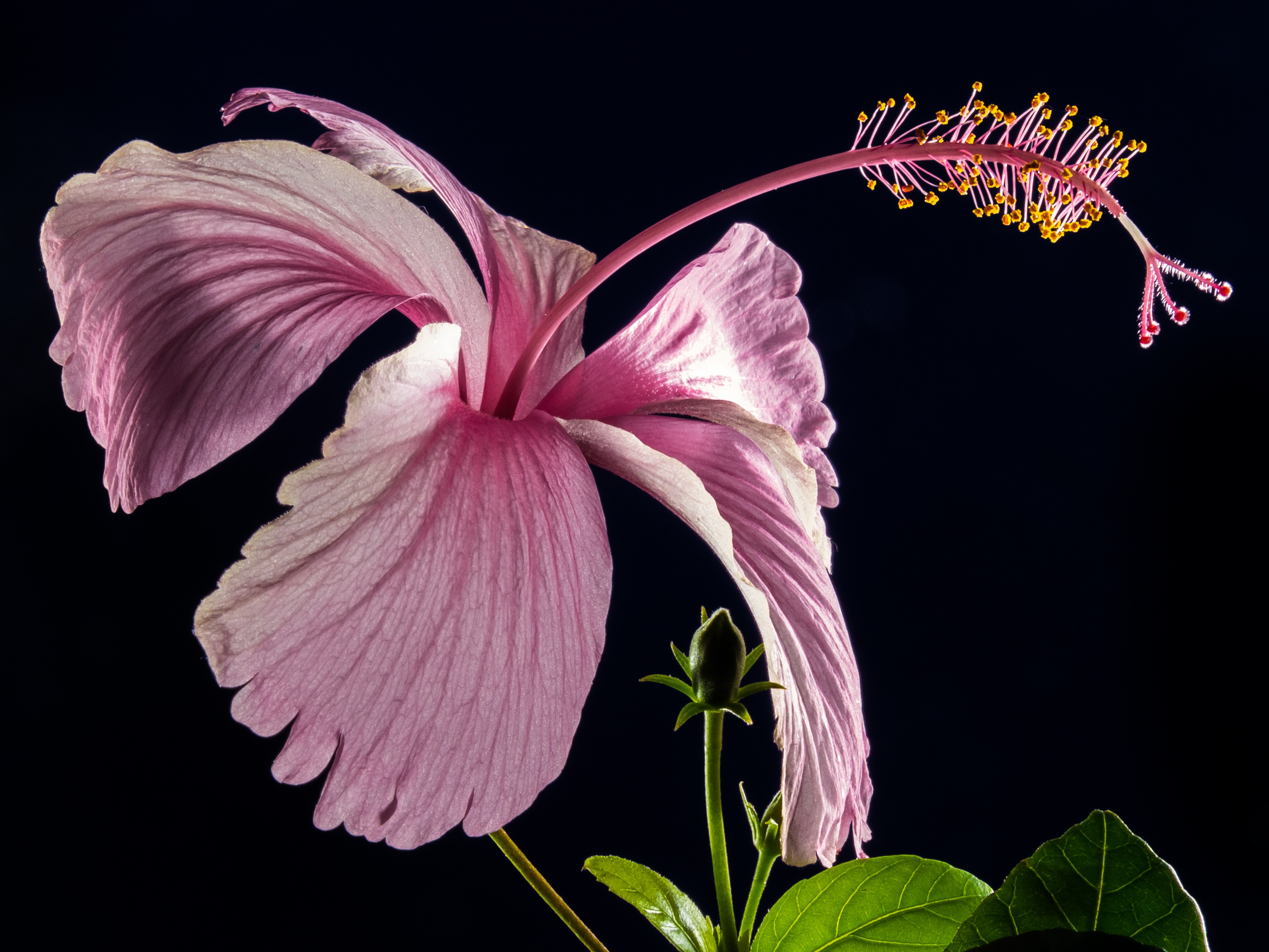 Free photo Hibiscus on a black background