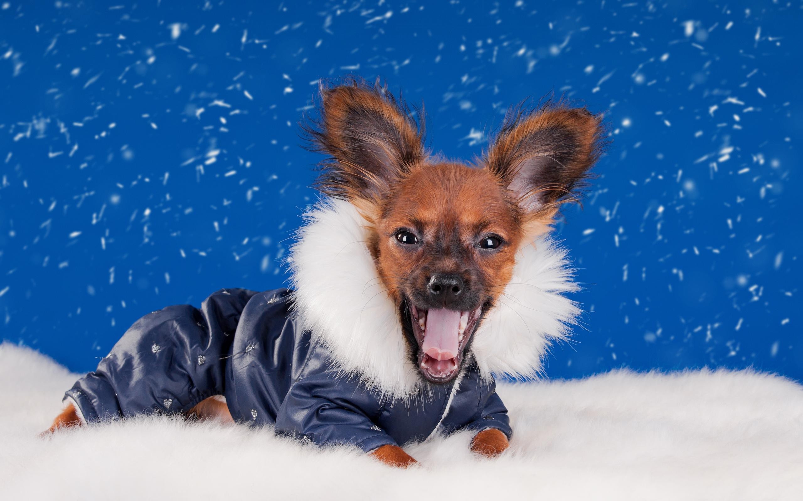 一只穿着冬季工作服的小狗躺在洁白的雪地里
