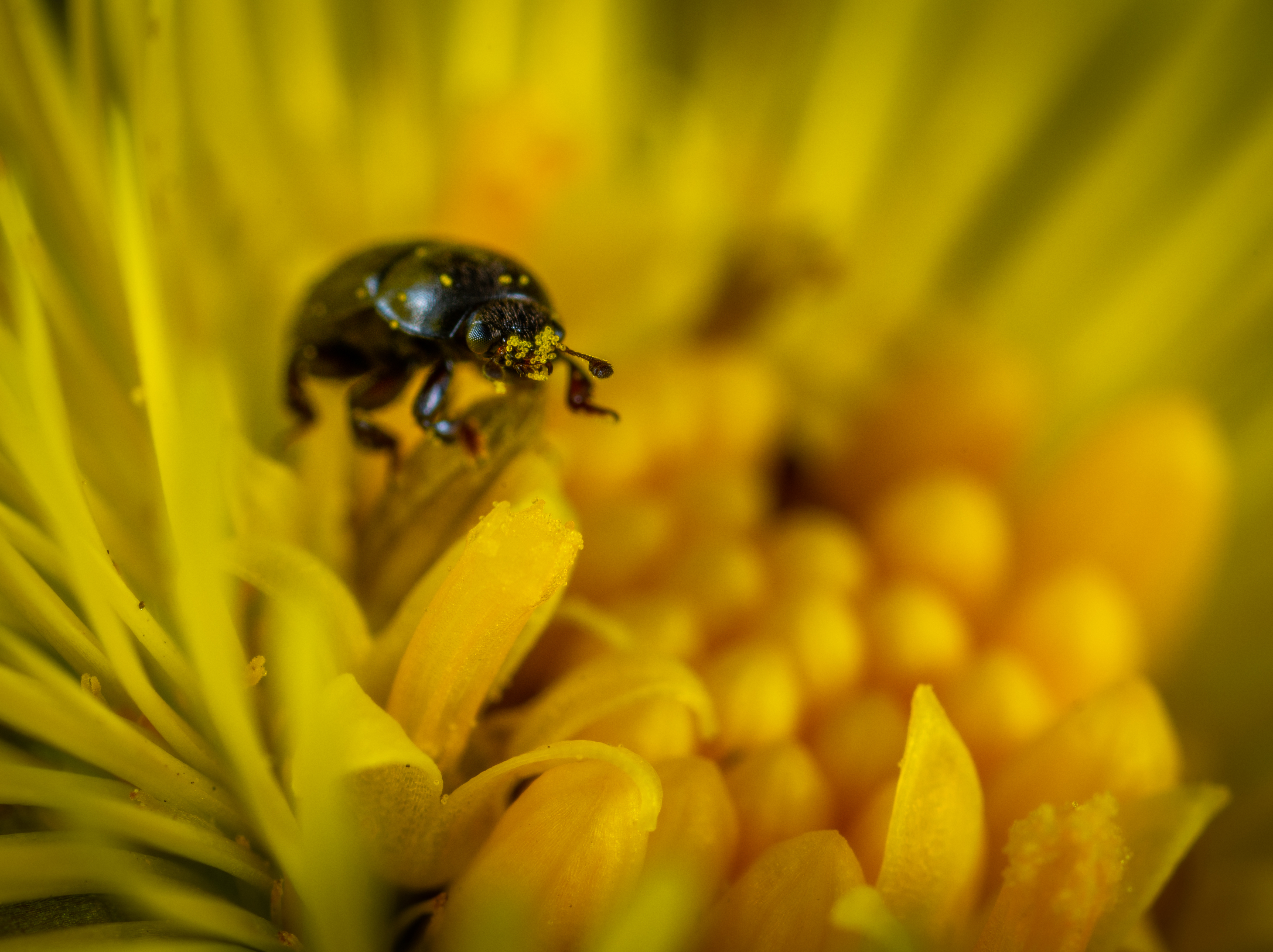 Wallpapers Macro insect flower on the desktop