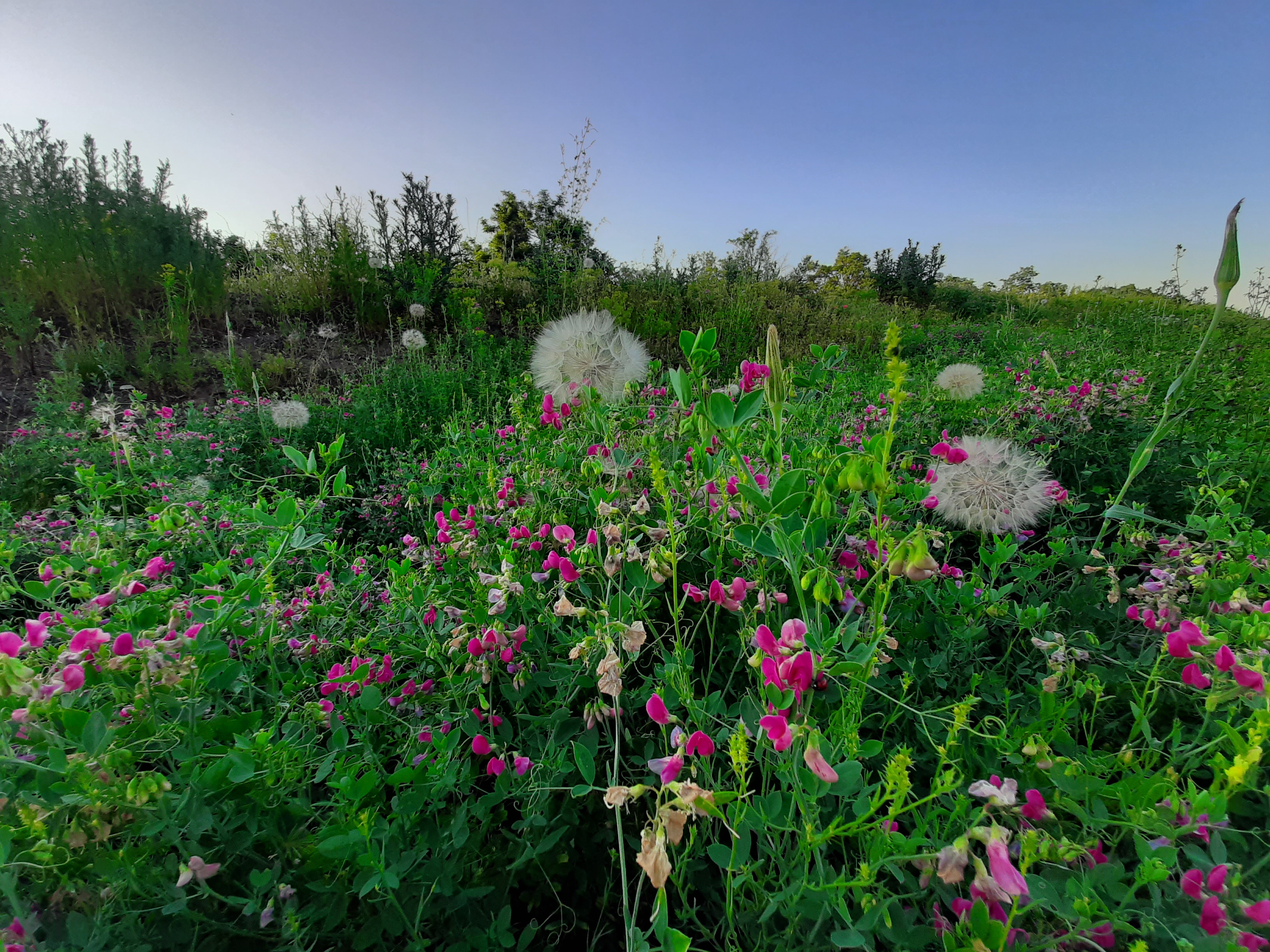 Free photo Grass with pink flowers