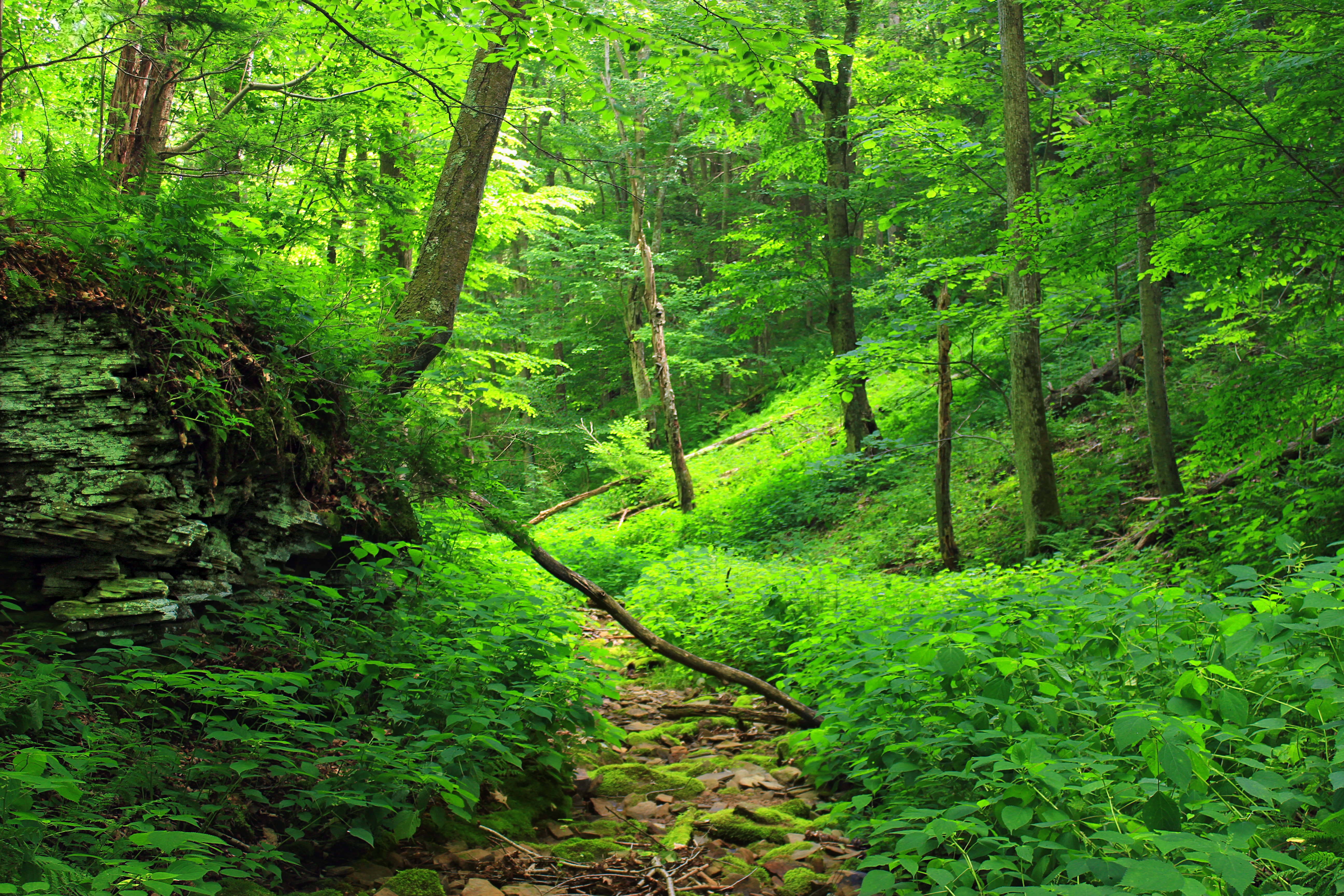 Free photo A path through a forest of green foliage