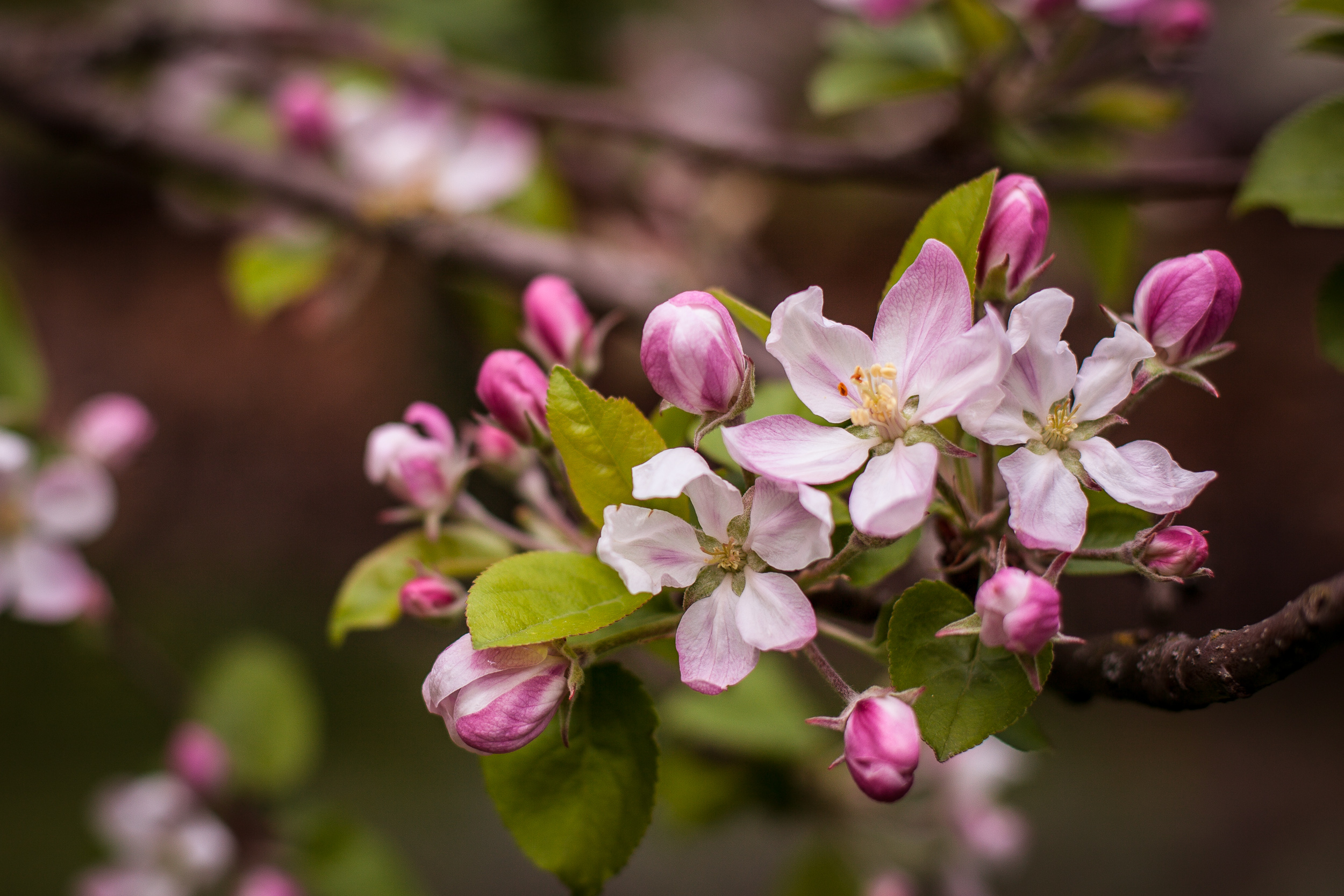 Free photo Apple tree in spring