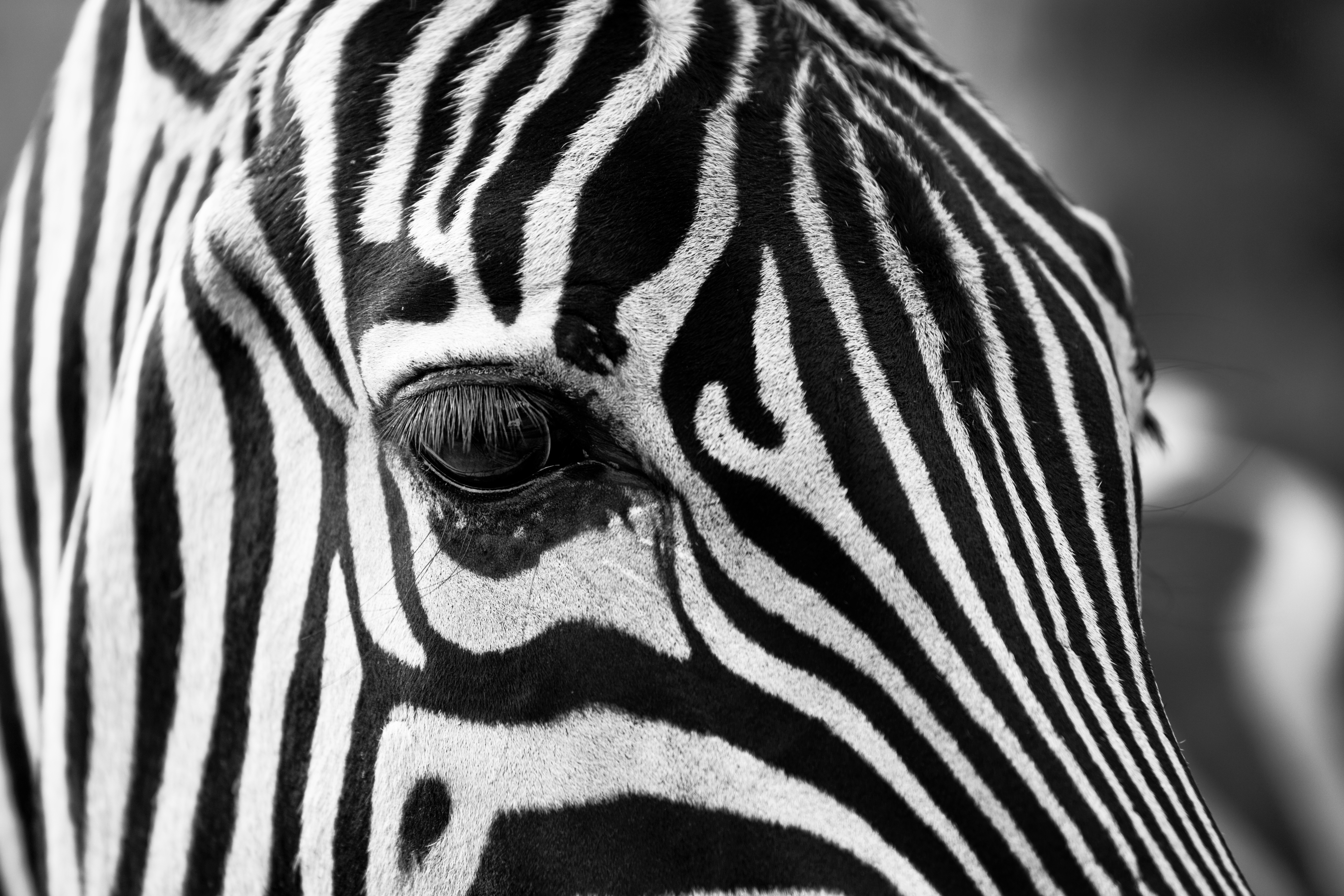 Striped zebra head