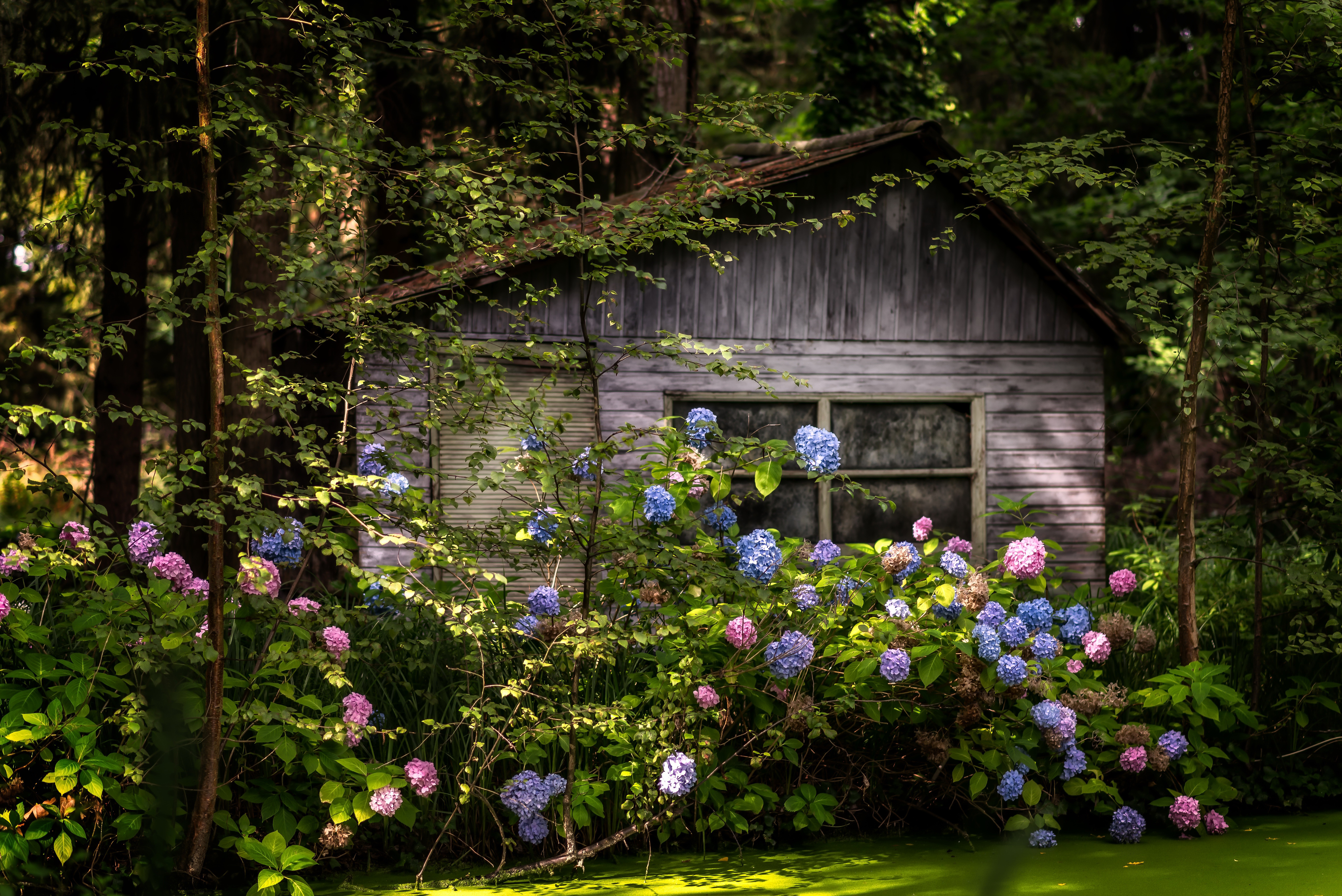 Free photo House in the bush hydrangeas