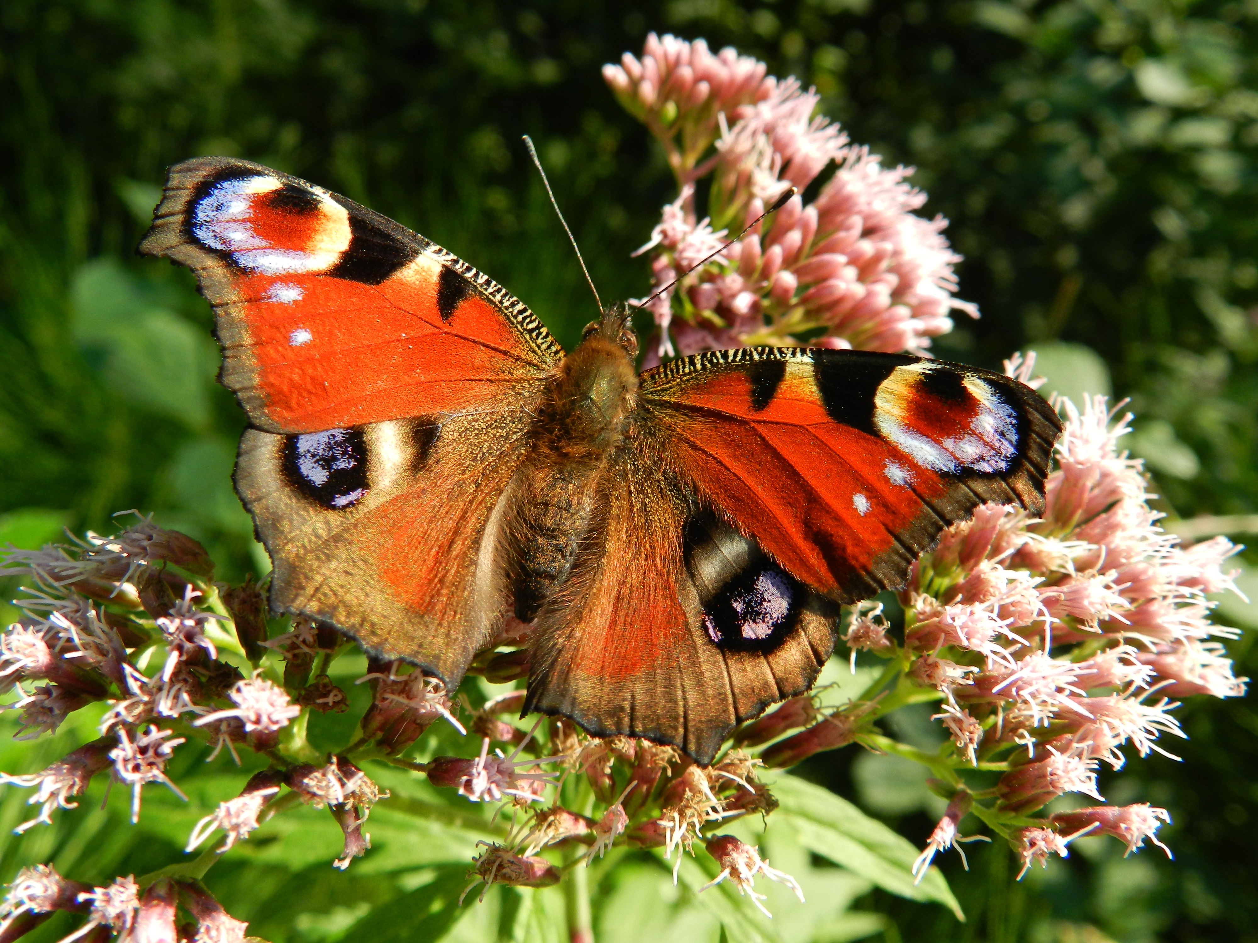 一只色彩鲜艳的蝴蝶坐在花朵上
