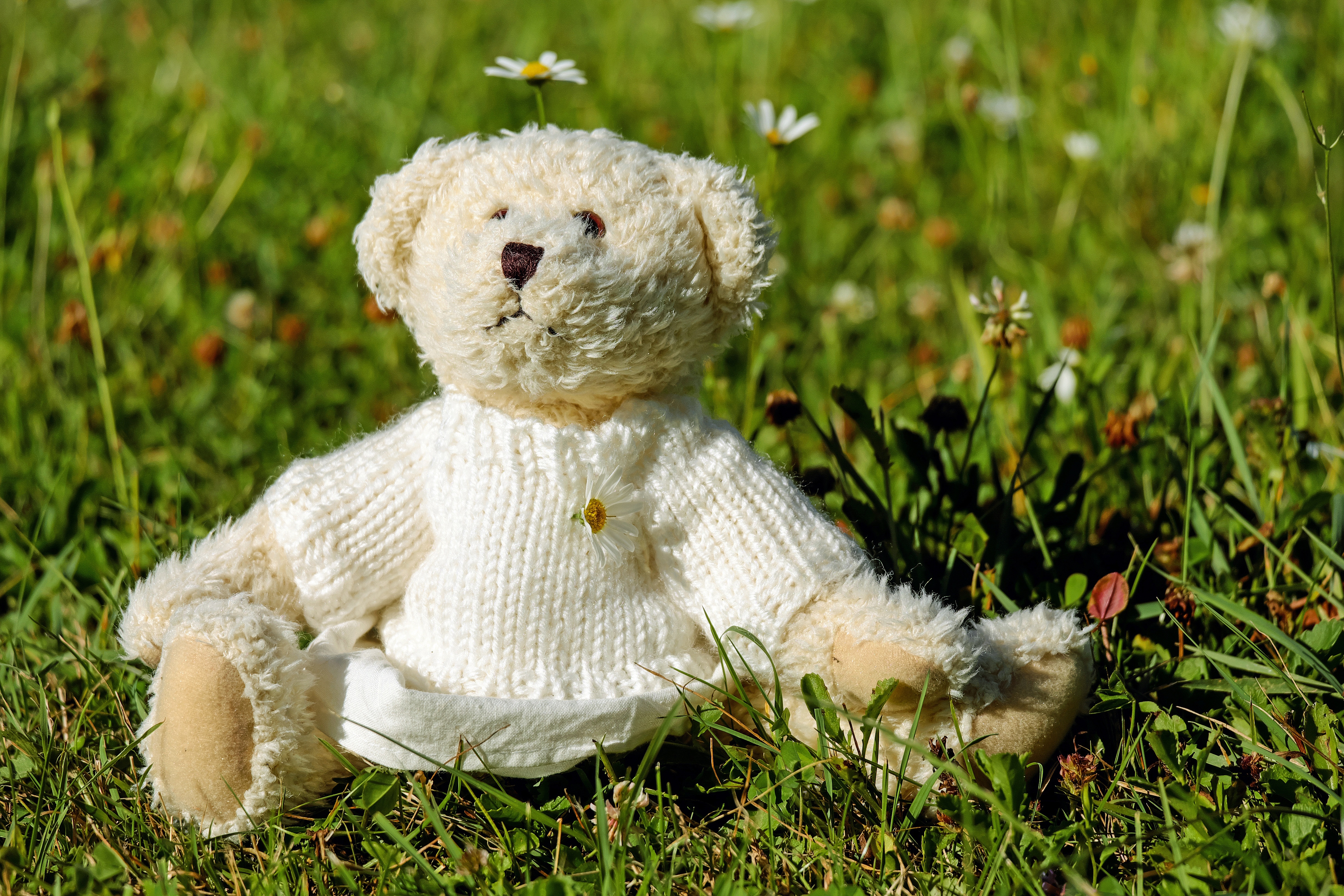 Wallpapers grass chamomile wallpaper white teddy bear on the desktop