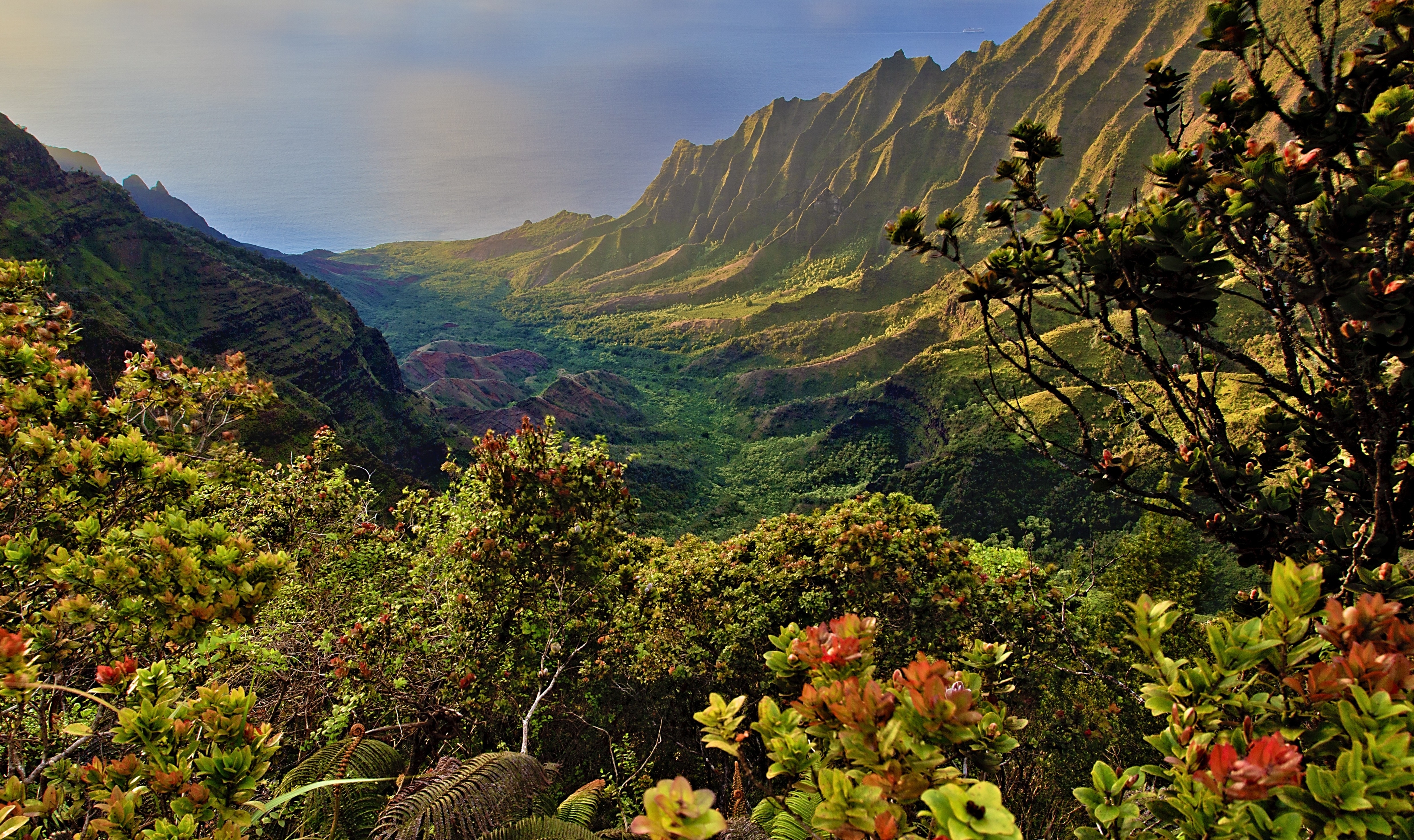 Wallpapers mountains plants shrubs on the desktop