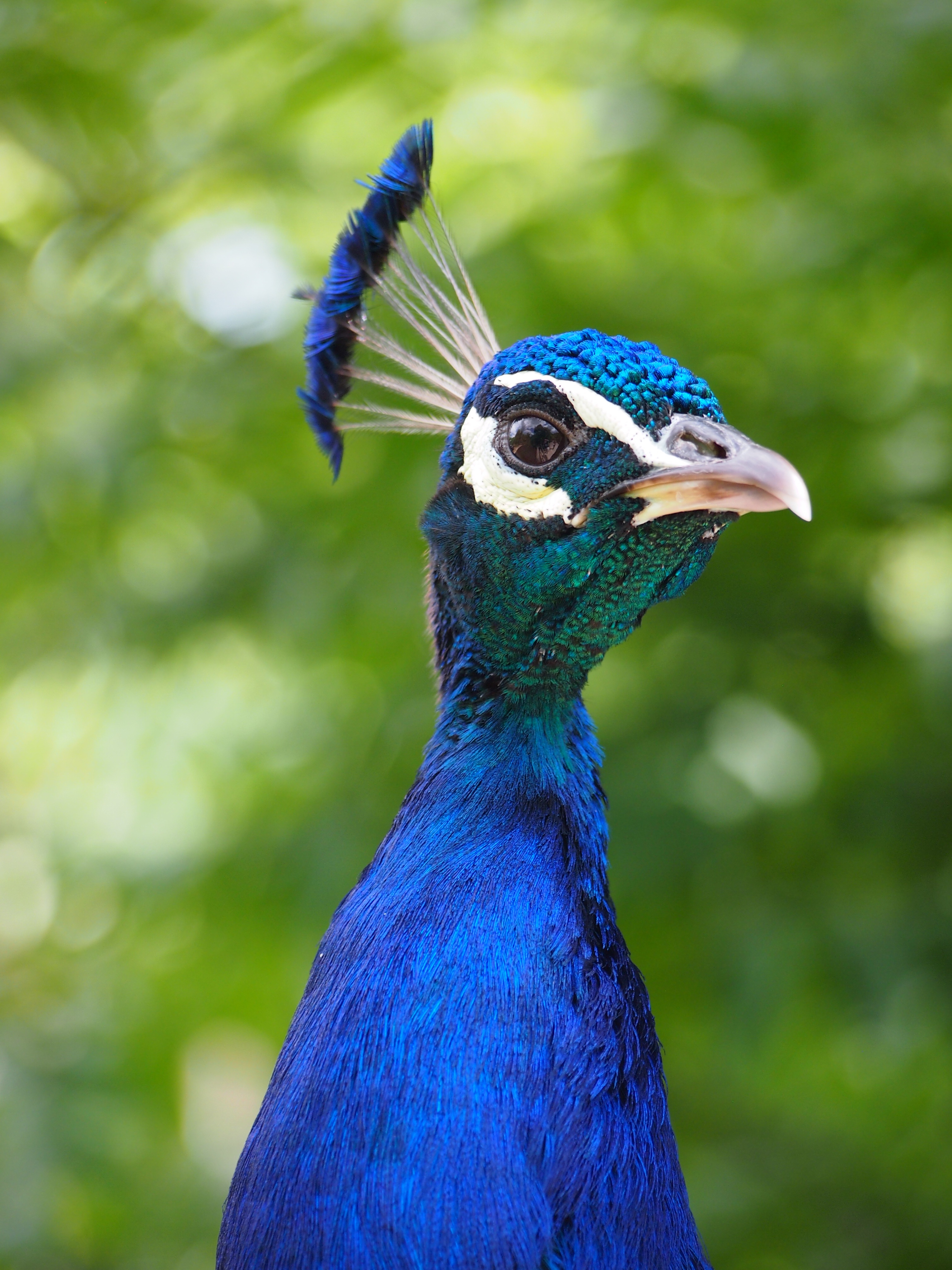 Free photo Wild Turkey