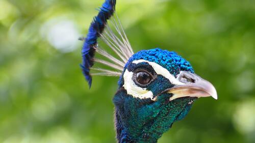 Бесплатное фото Дикая индейка