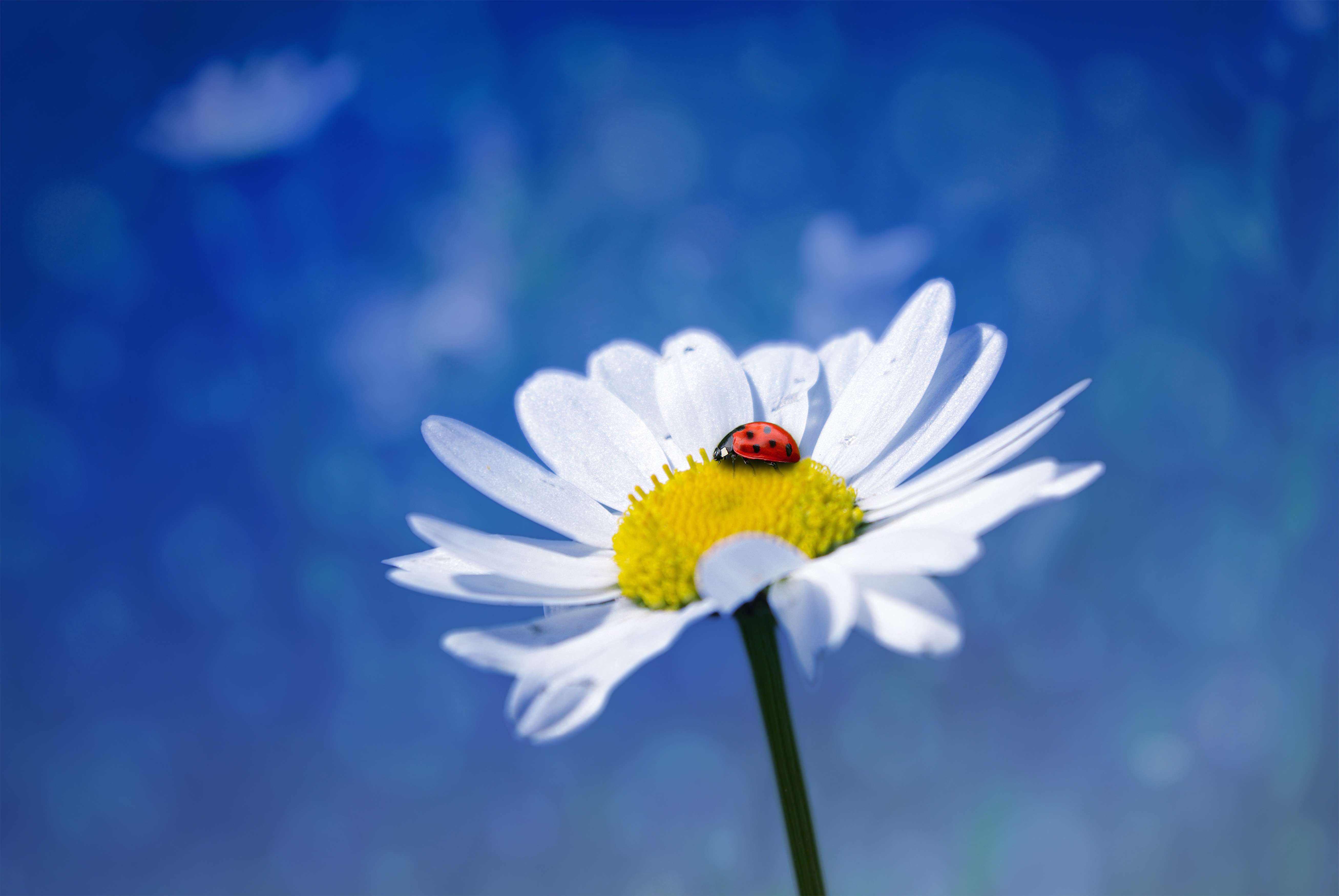 Wallpapers macro Daisy flower on the desktop