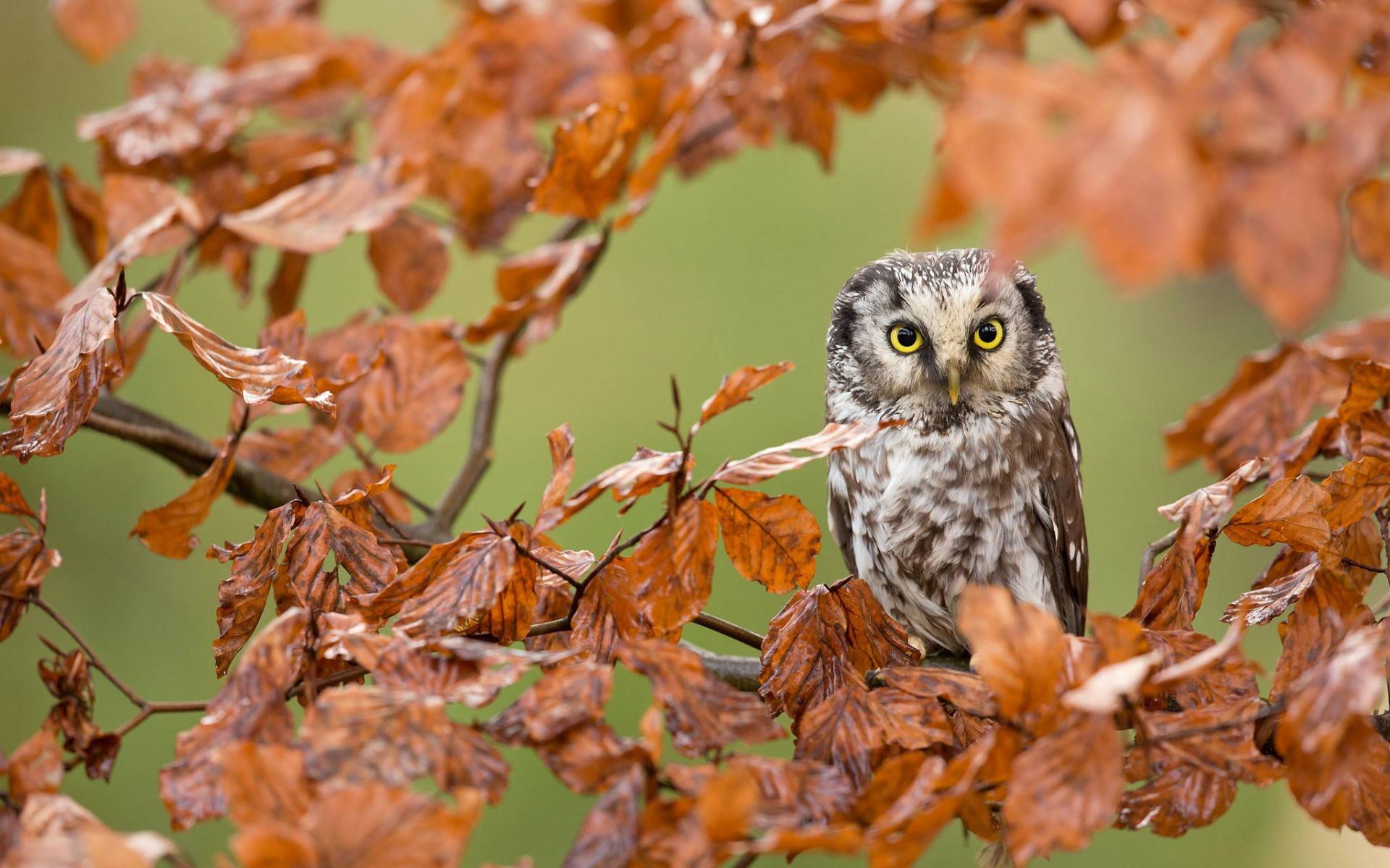 Wallpapers leaves beak yellow eyes on the desktop