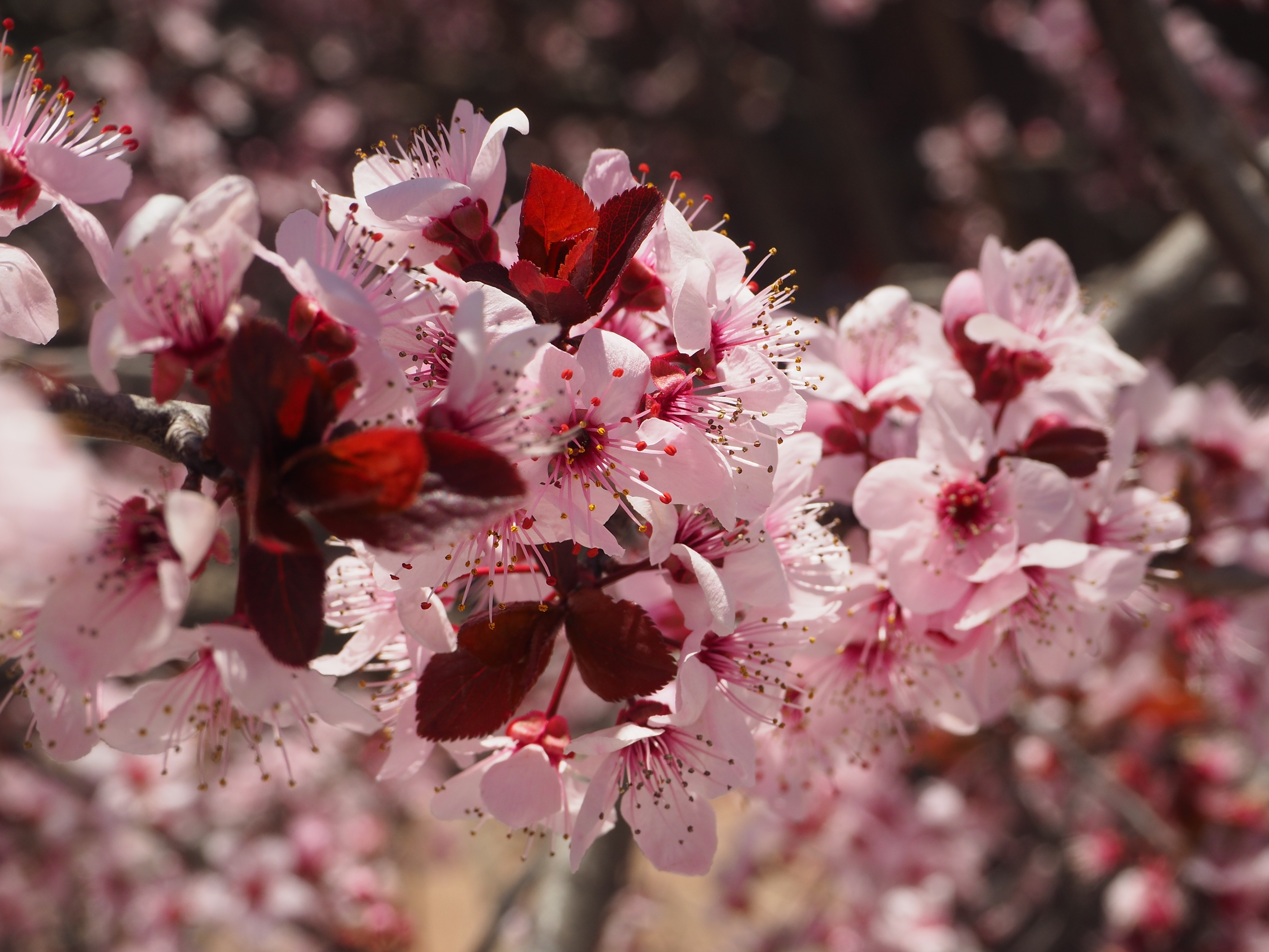 Wallpapers wallpaper pink flowers flower petals on the desktop