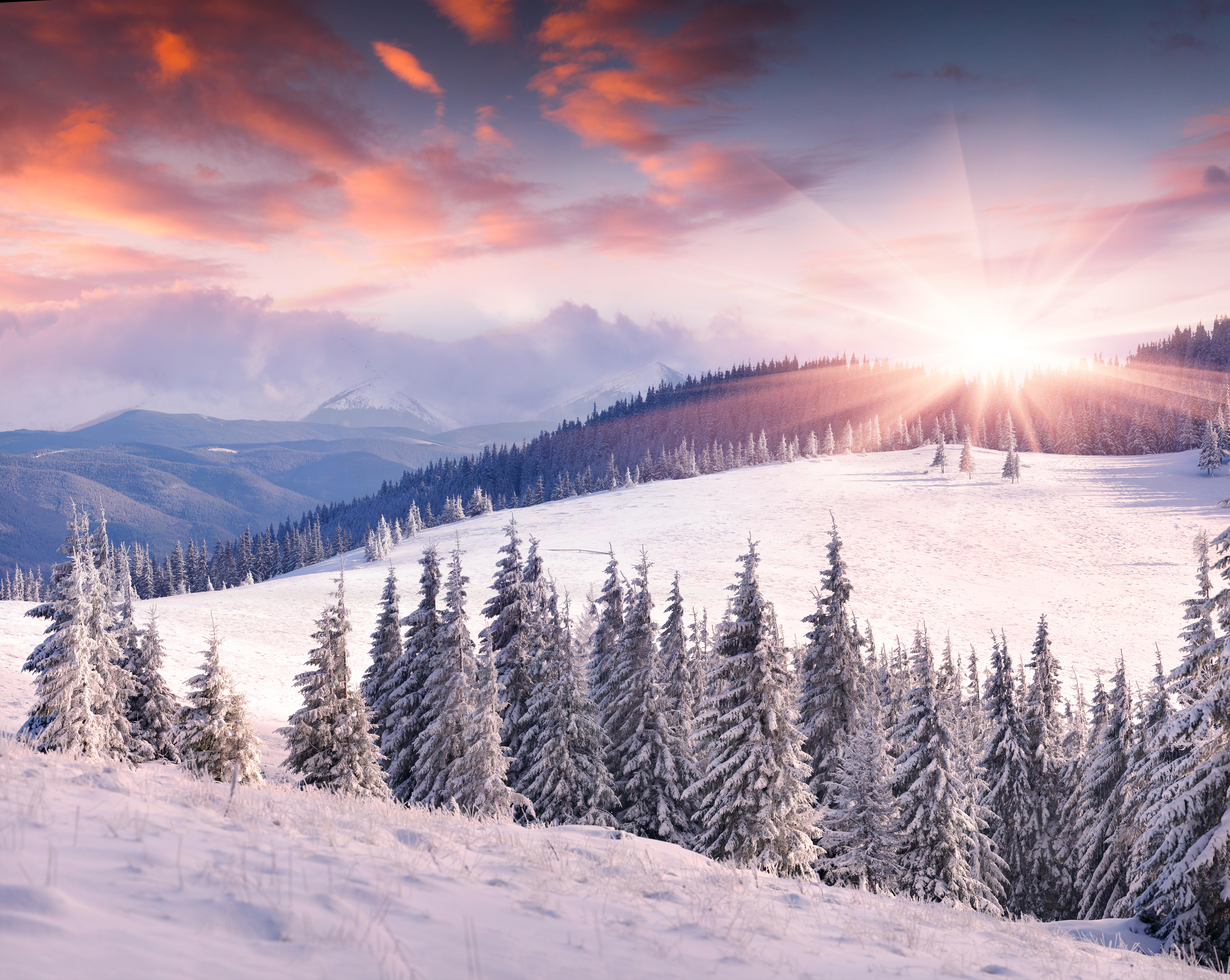 Wallpapers snow on christmas trees snow on the branches trees in the snow on the desktop