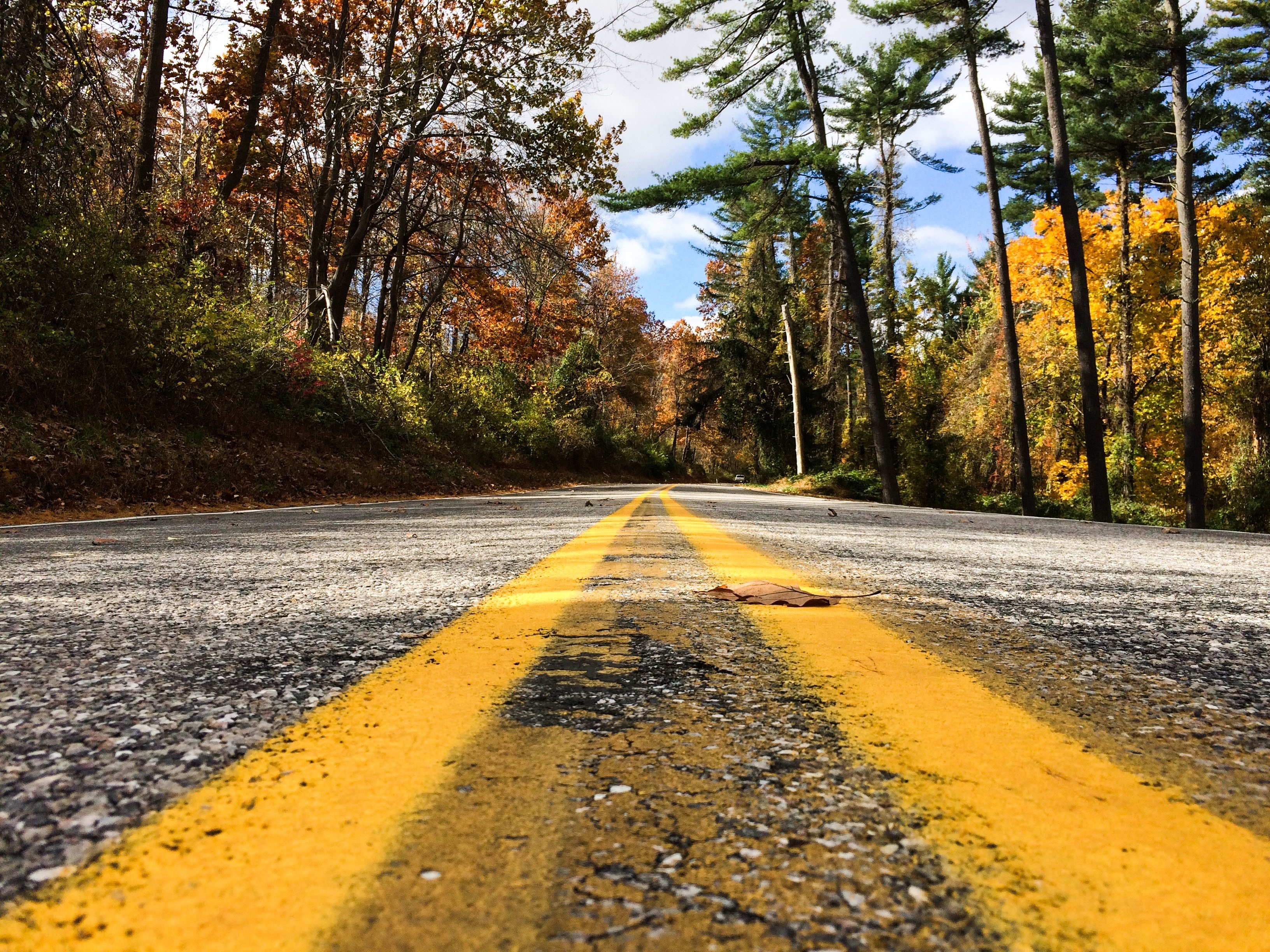 Free photo Journey through an autumn forest with yellow leaves