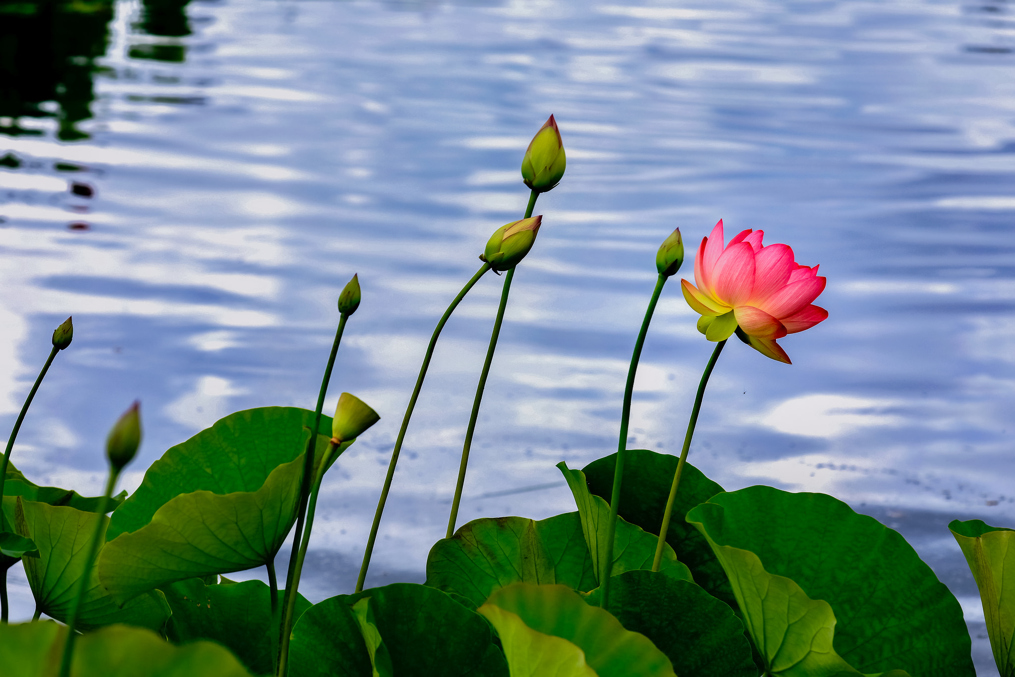 Wallpapers pond lotuses beautiful flowers on the desktop