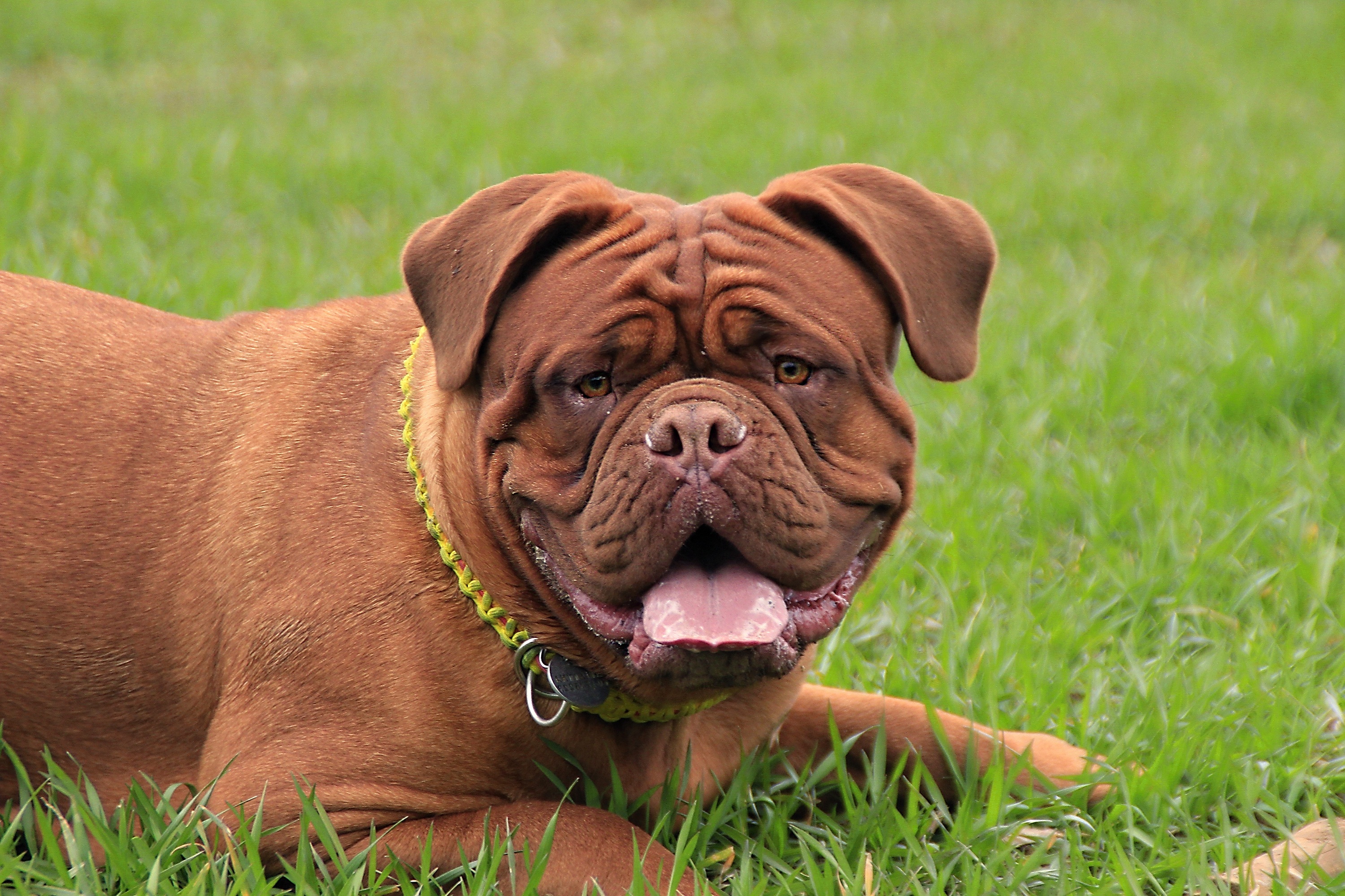 Free photo A bulldog lying on a green lawn.