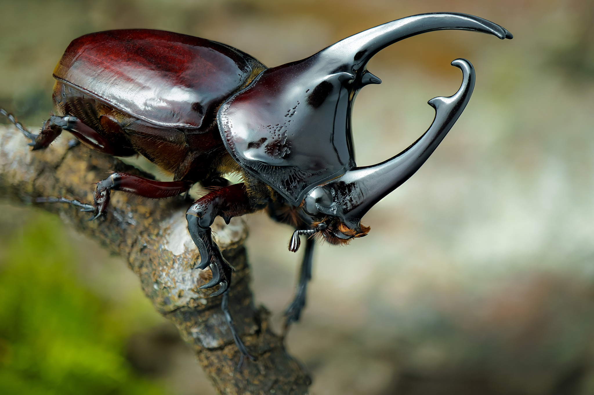 Wallpapers Impressive male rhinoceros beetle with a length of 60 mm Augosoma centaurus on the desktop