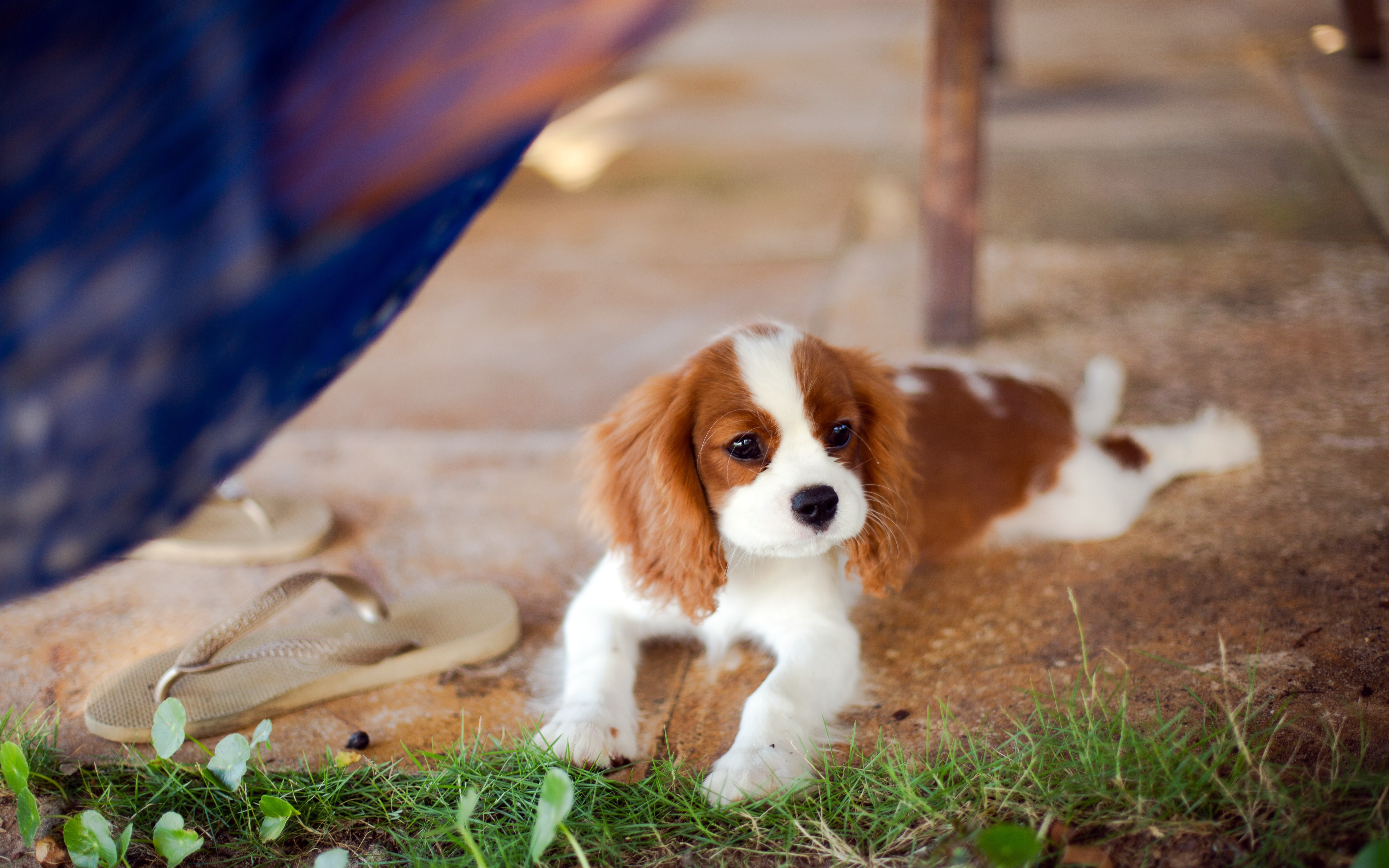 Wallpapers wallpaper cute puppy lying looking away on the desktop