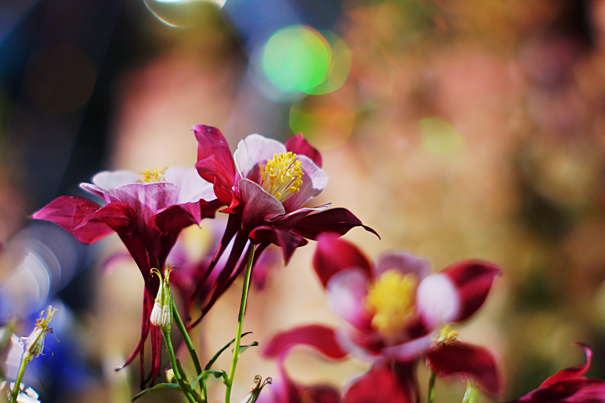 桌面上的壁纸紫锥菊 鲜花 花瓣