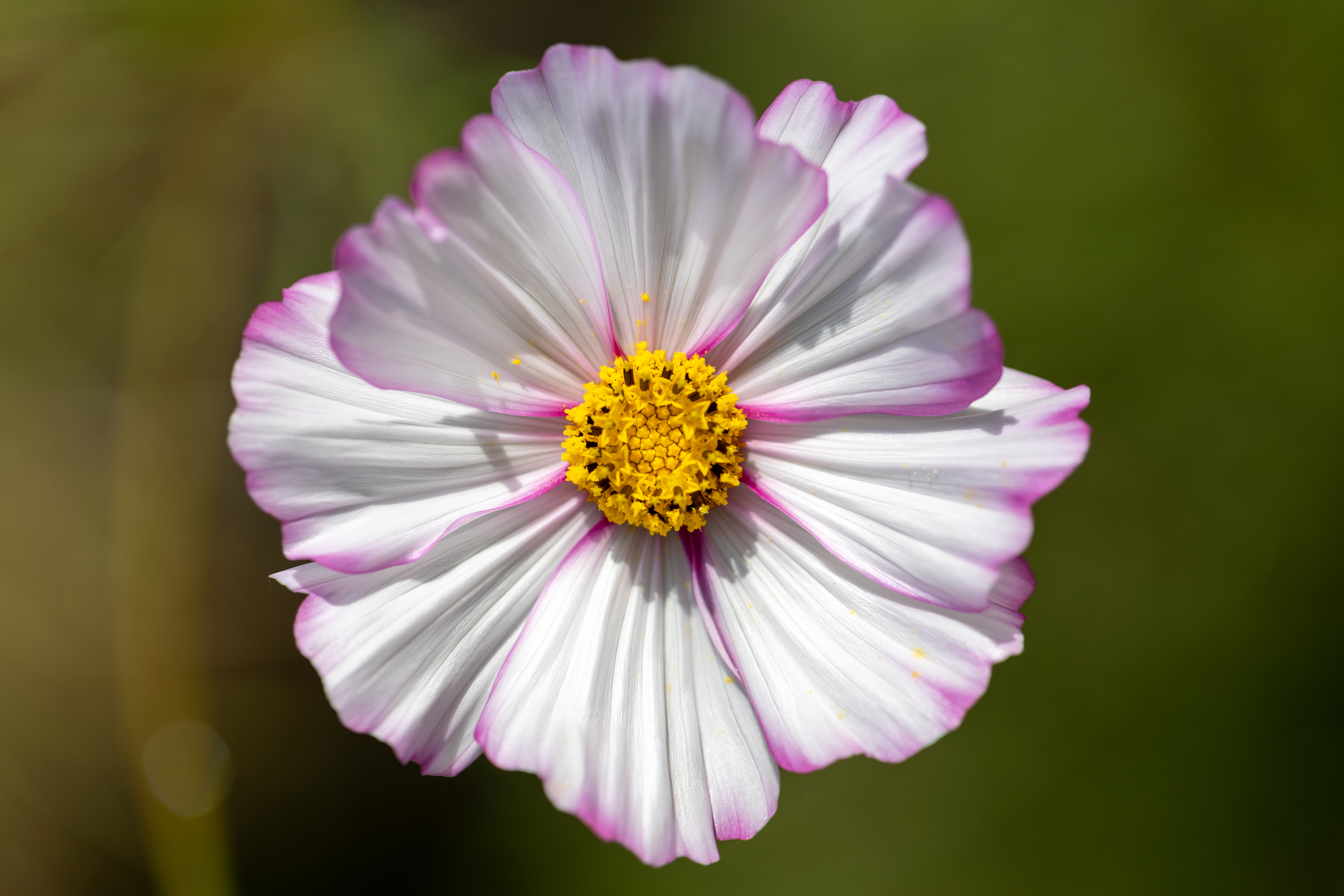 Cosmea Candy Stripe