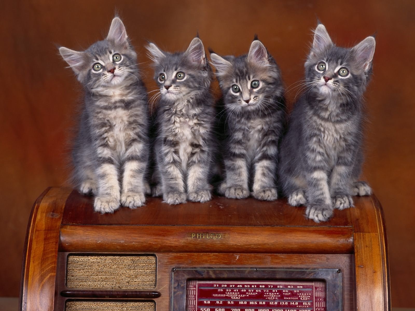 Maine Coon kittens