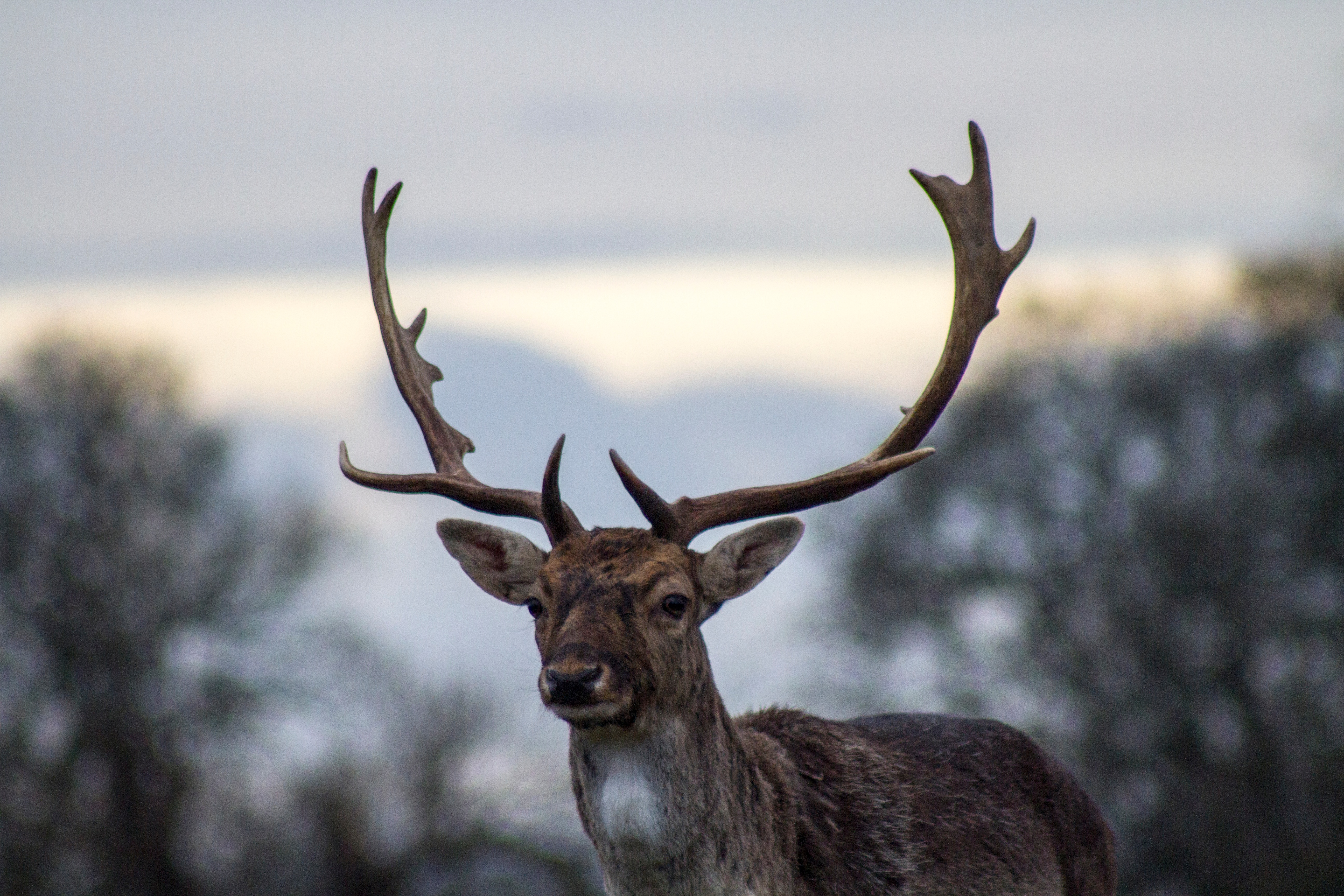 Free photo Horned young deer