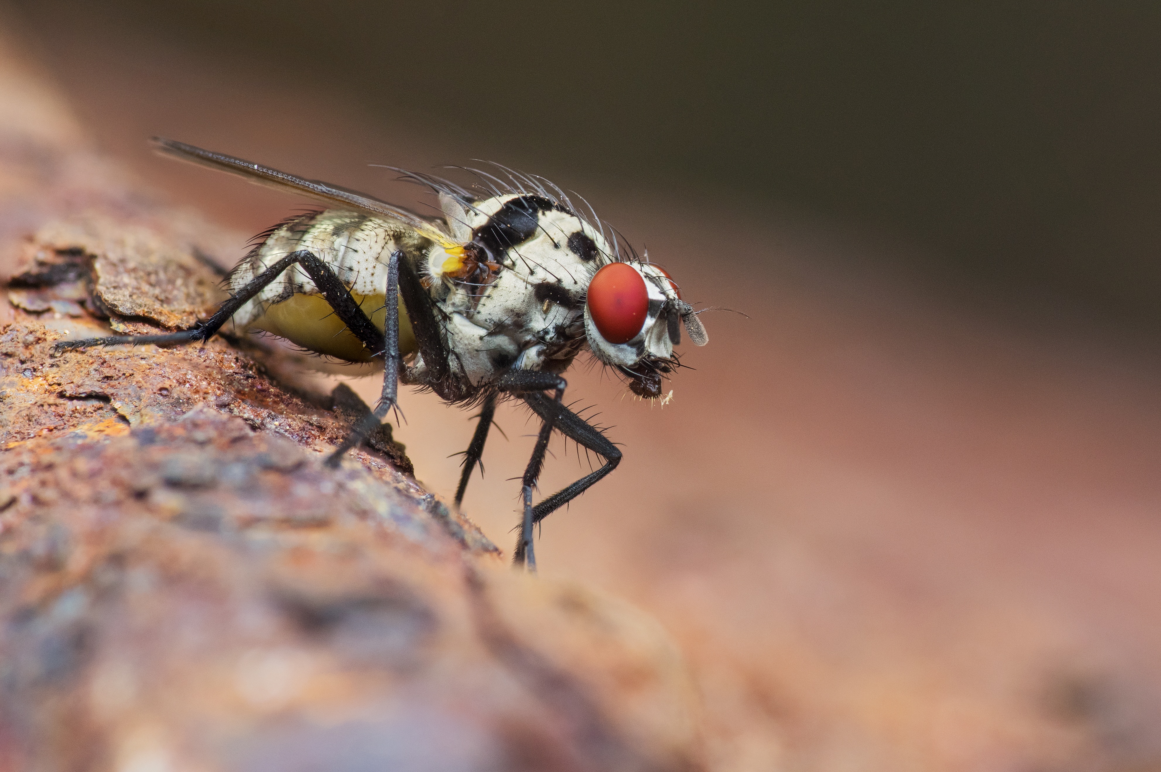 Free photo Eyes of a fly close-up