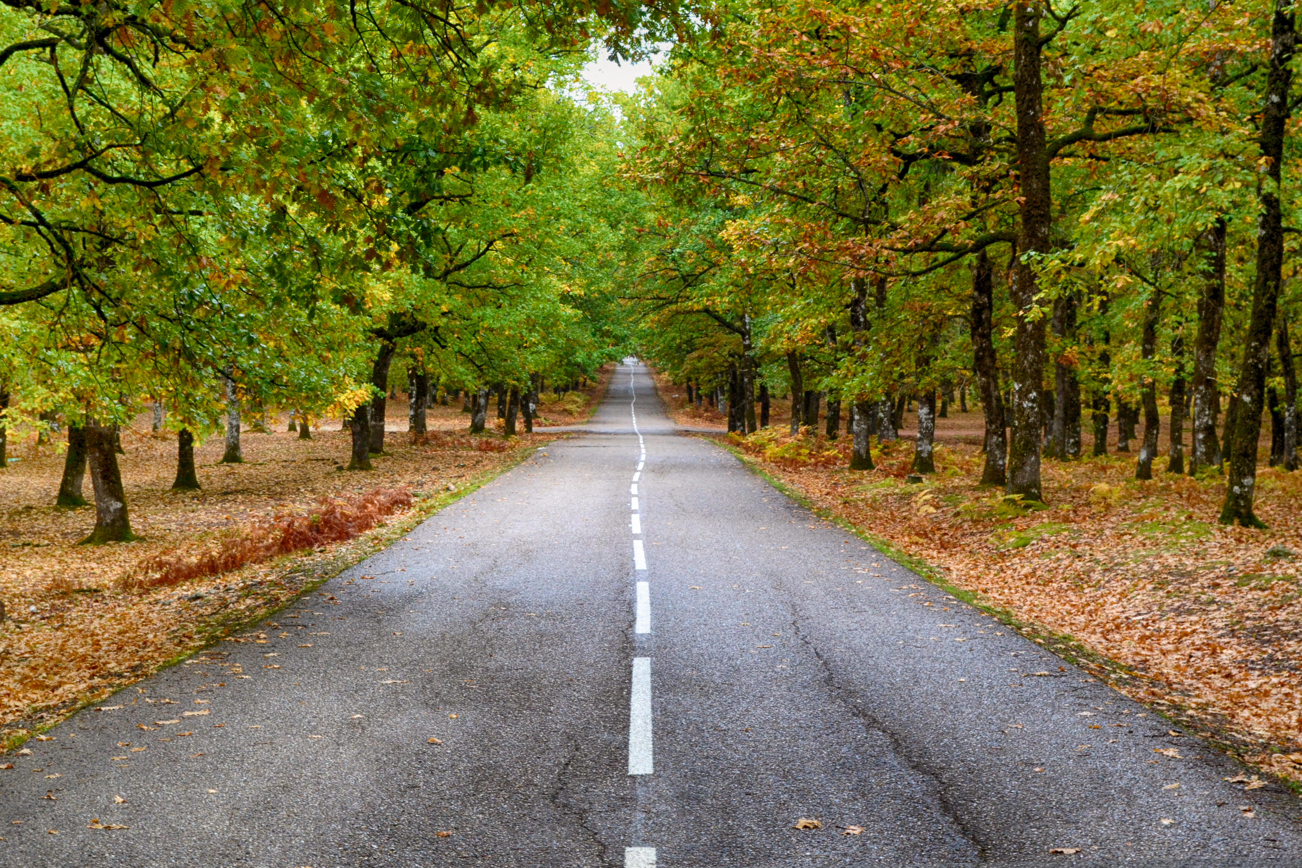 Free photo An old road in the fall woods