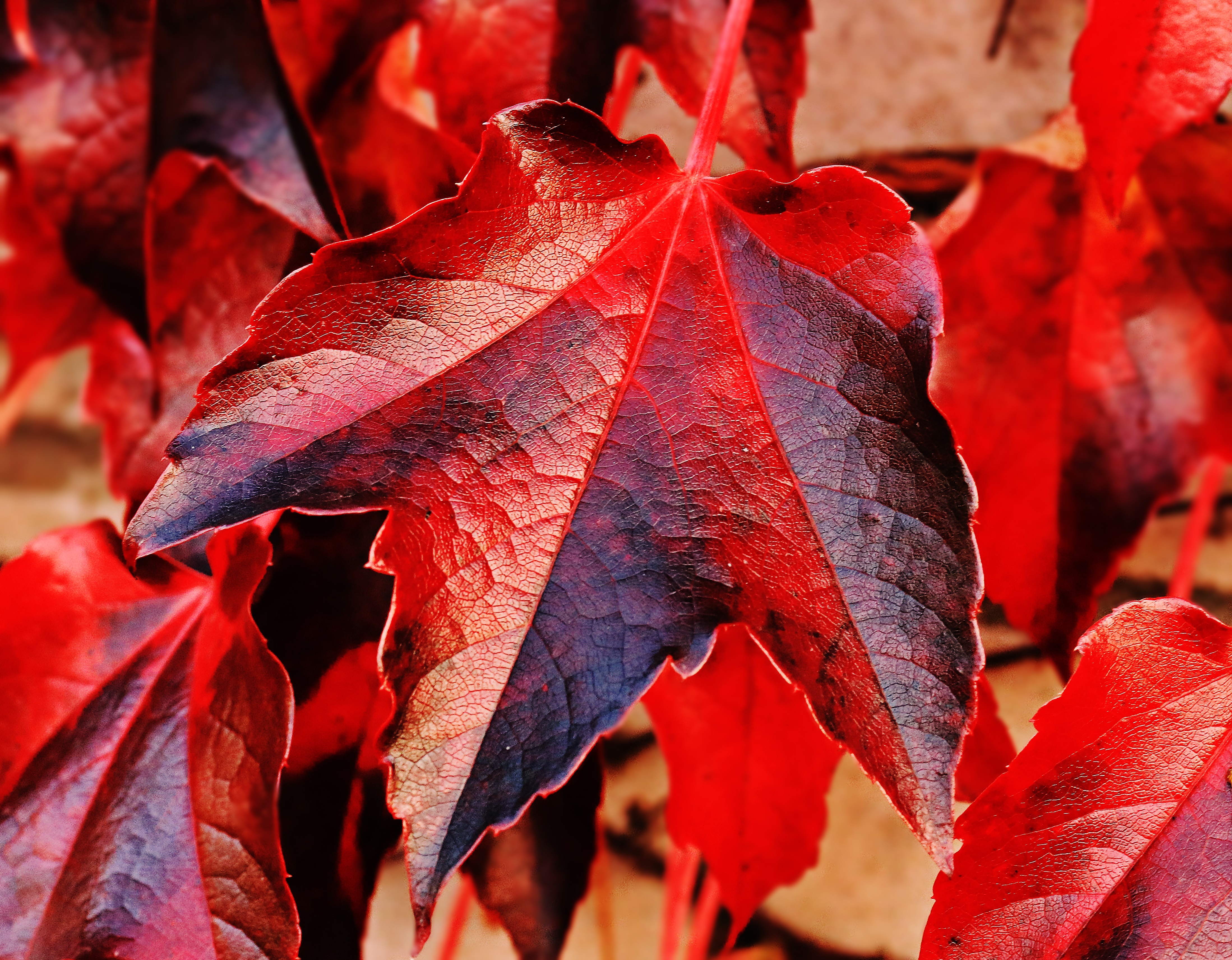 Бесплатное фото Осенние листья красного цвета