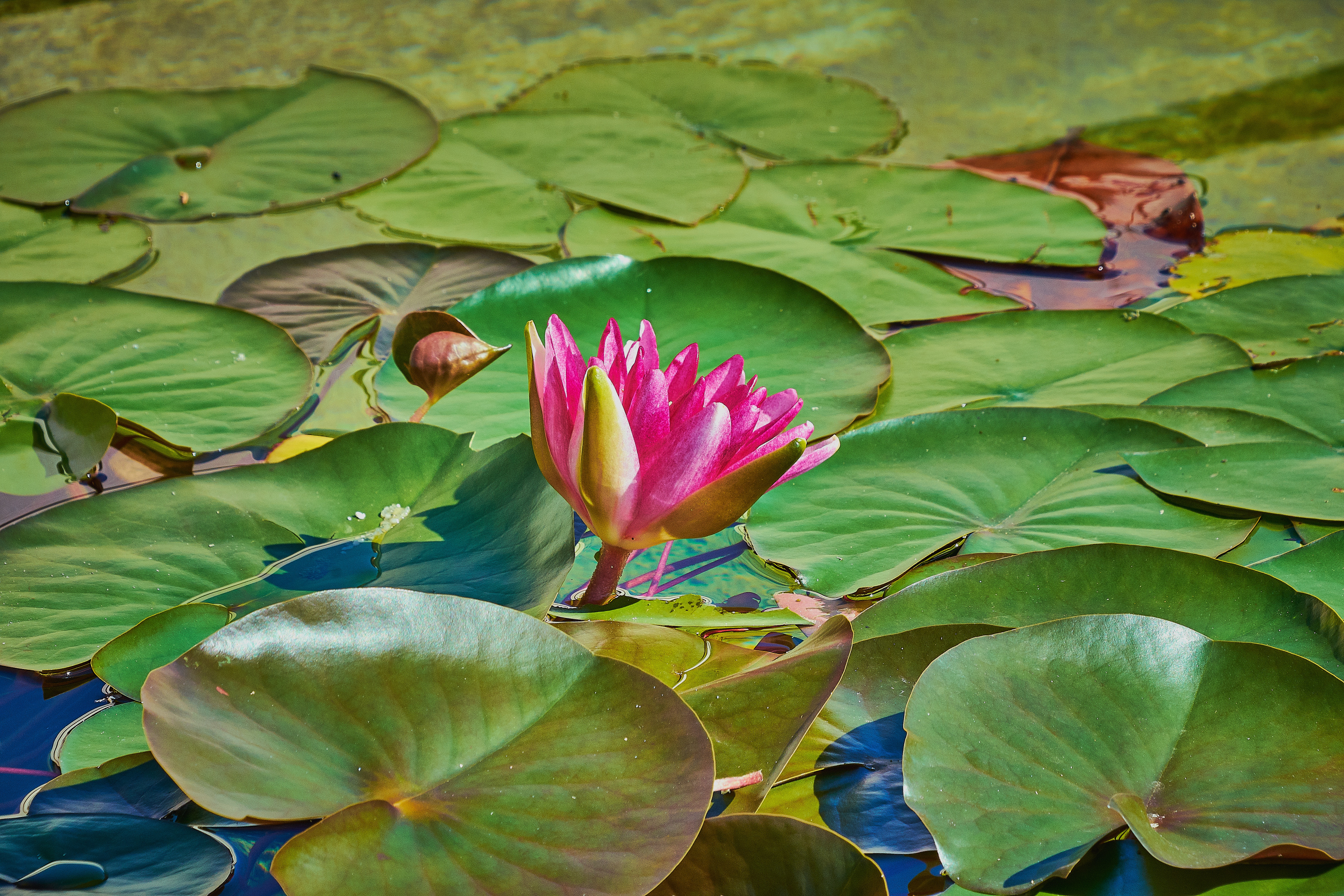 Free photo Lily pond