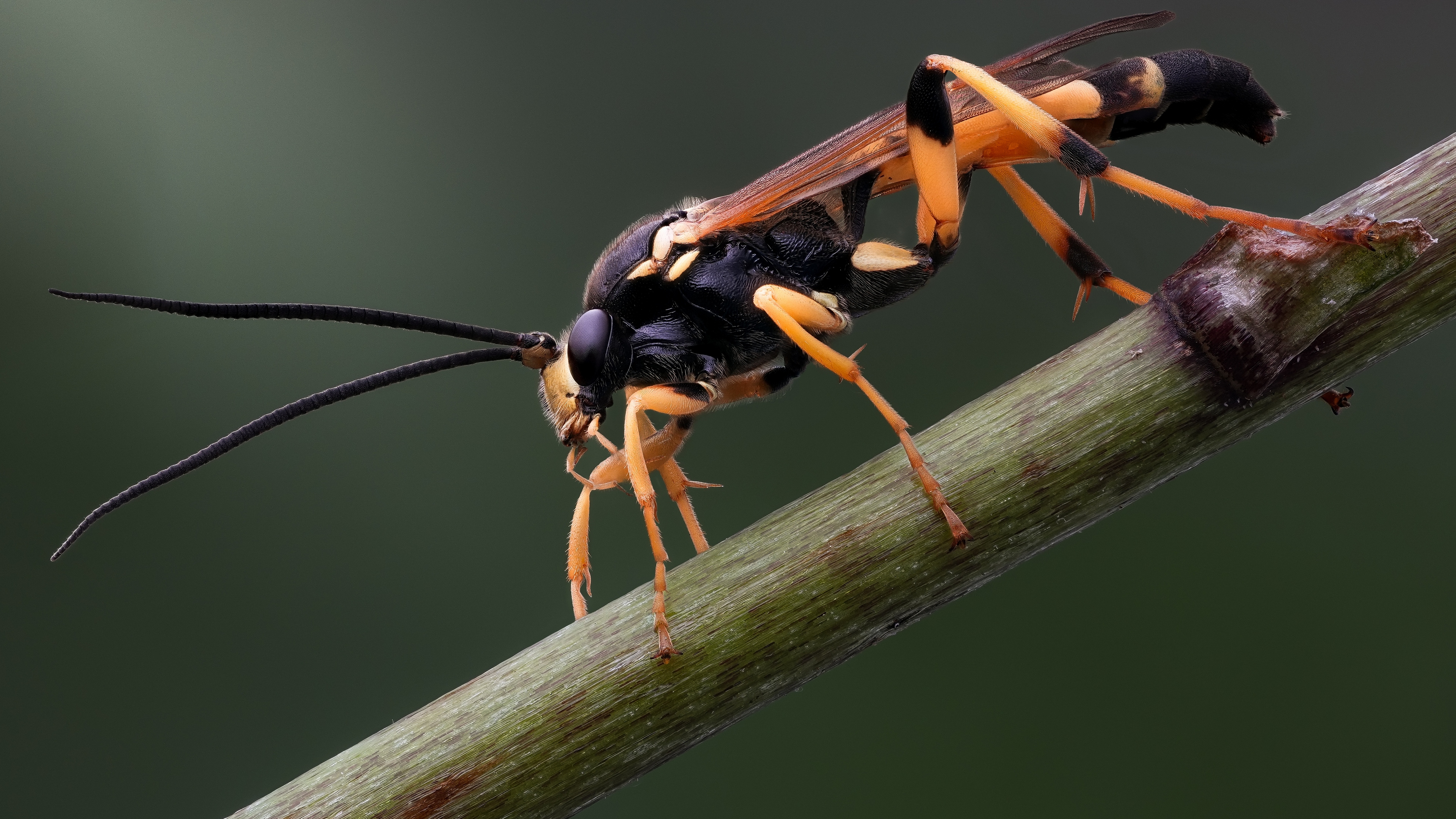 Бесплатное фото Оса сидит на ветке.