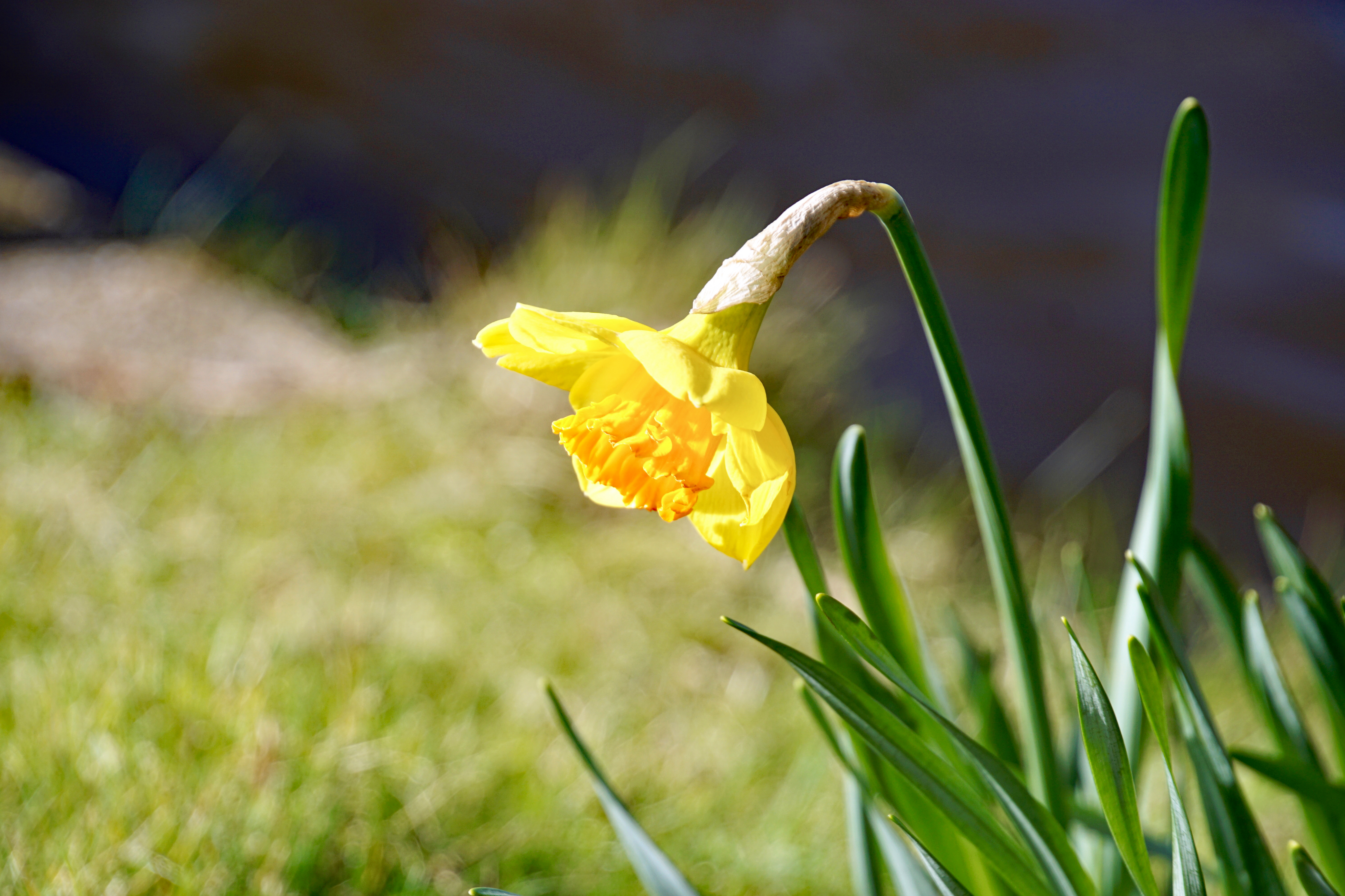 Wallpapers flower red Narcissus on the desktop