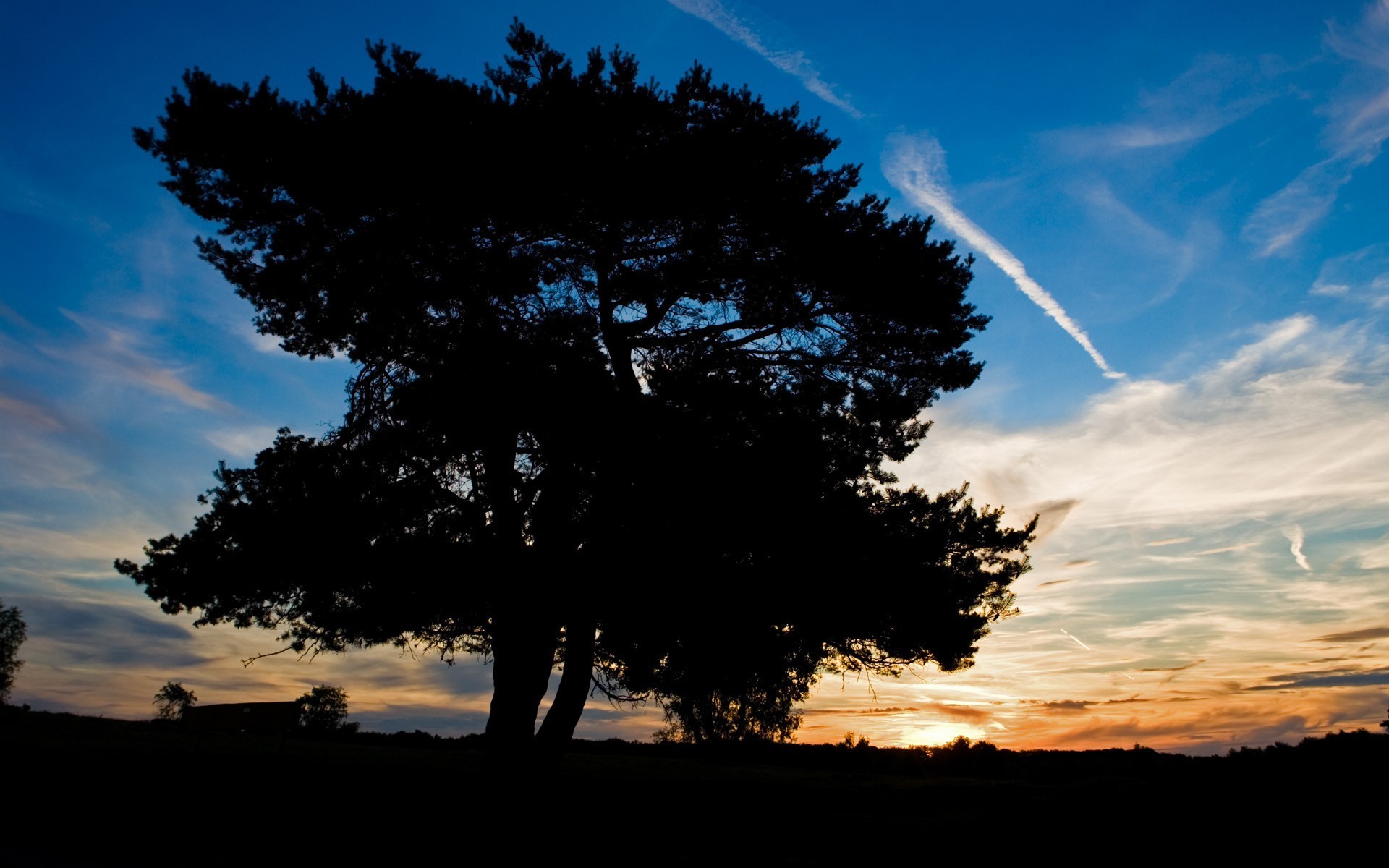 Free photo The silhouette of a tree at sunset