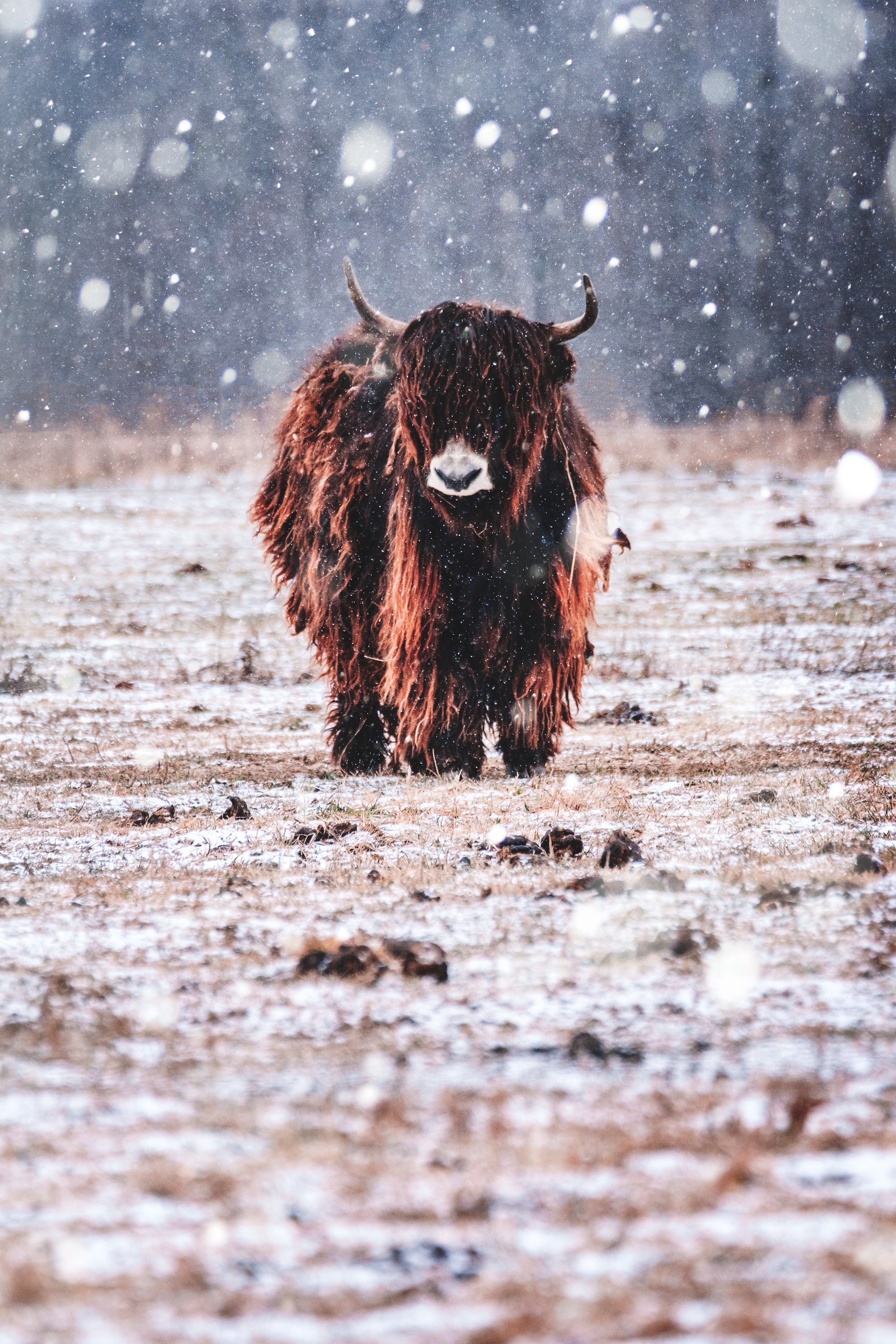 Free photo Long-haired bull