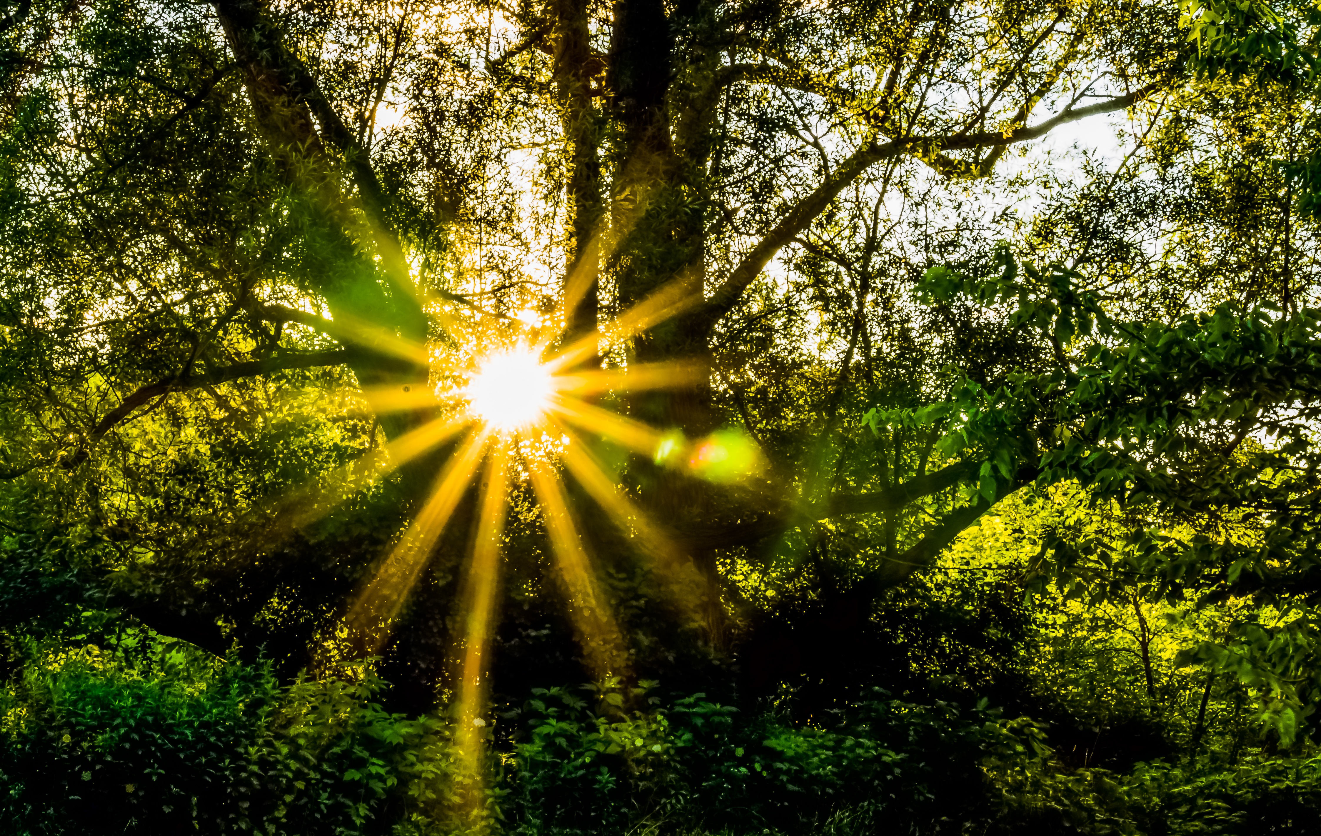 Free photo The sun`s rays break through the branches of the trees