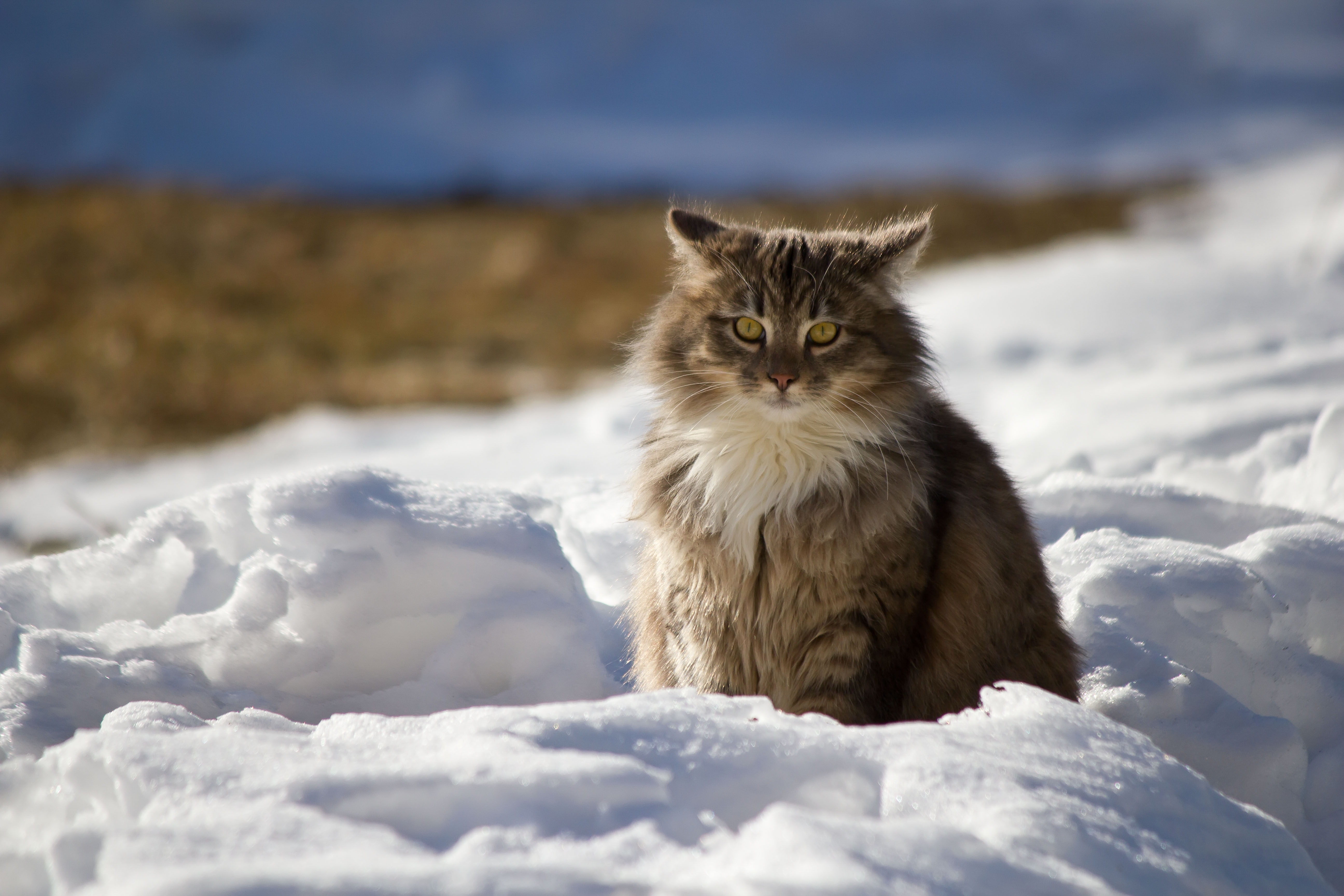 Free photo A domestic cat sits in the snow