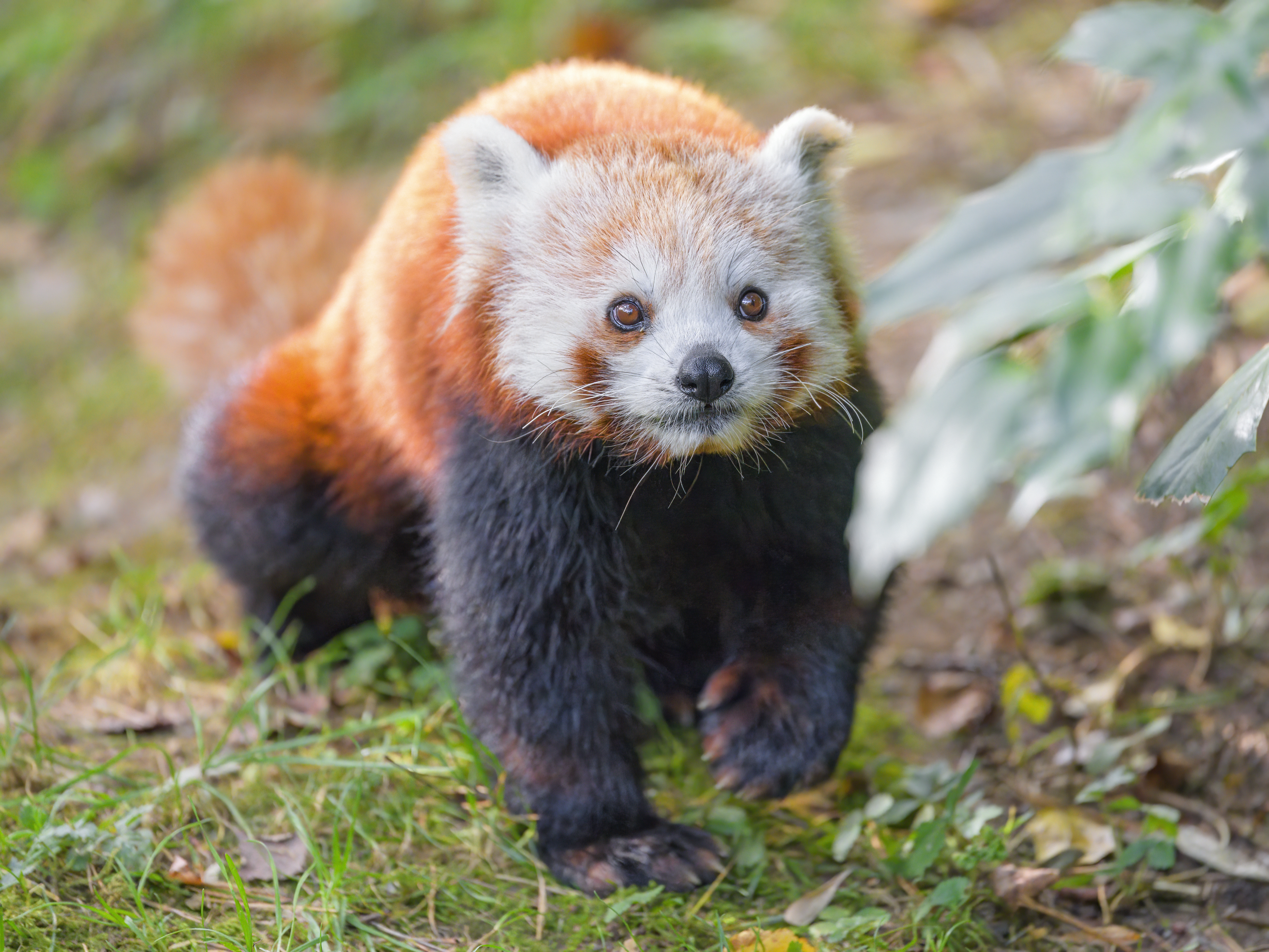 Free photo Red Panda Wallpaper