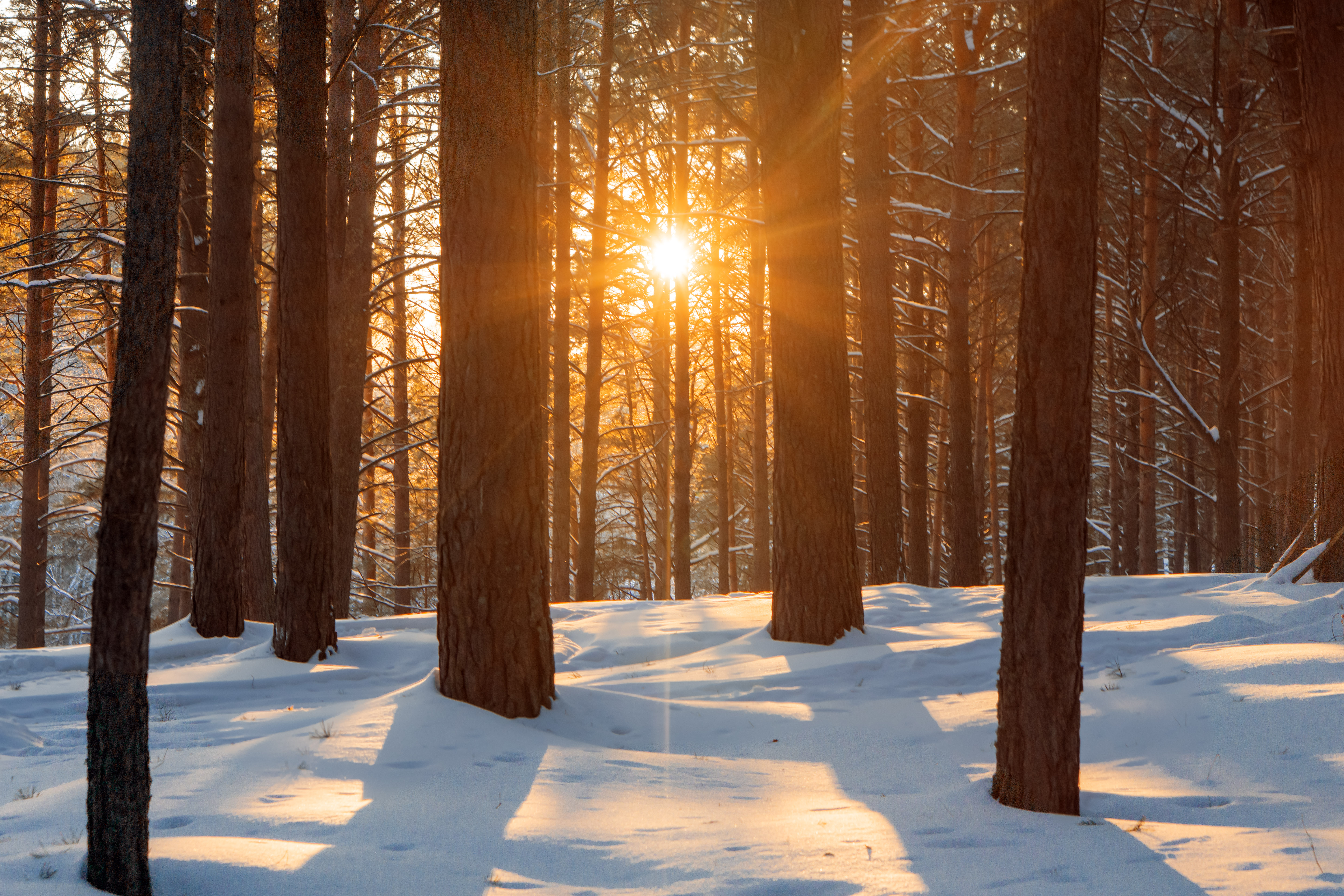 Бесплатное фото Зимний день в снежном лесу