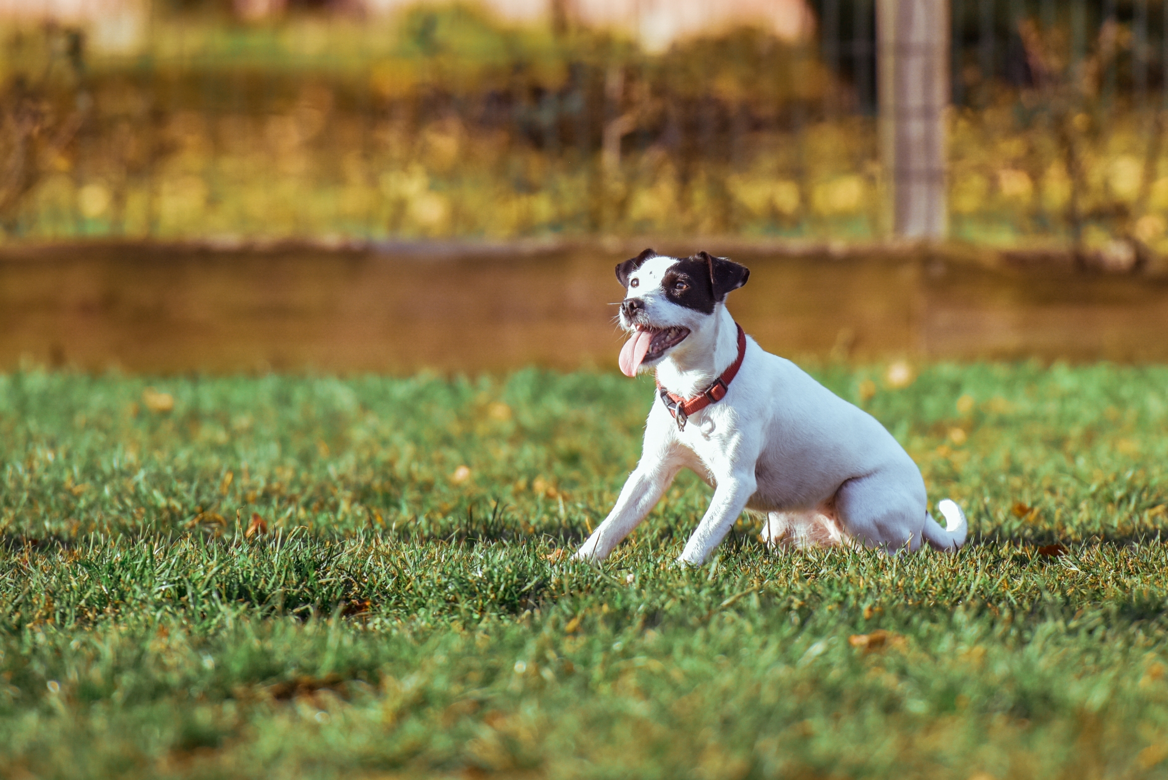 Wallpapers dog playful grass on the desktop