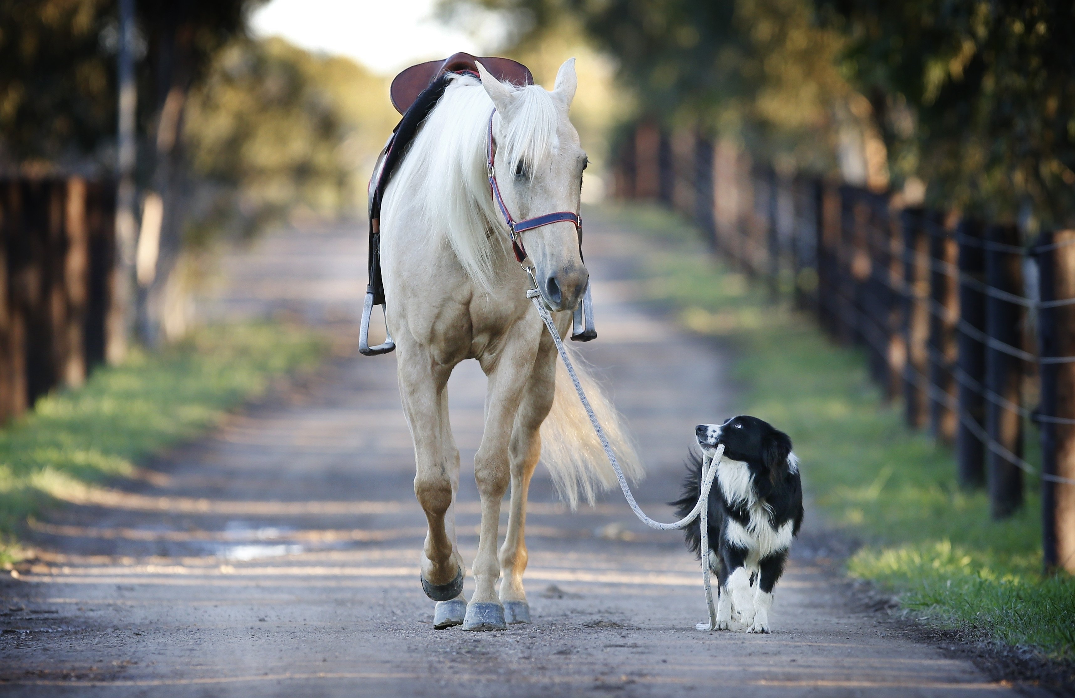 Free photo A dog walking a white horse