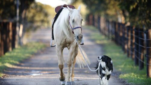 Бесплатное фото Собака выгуливает белую лошадь