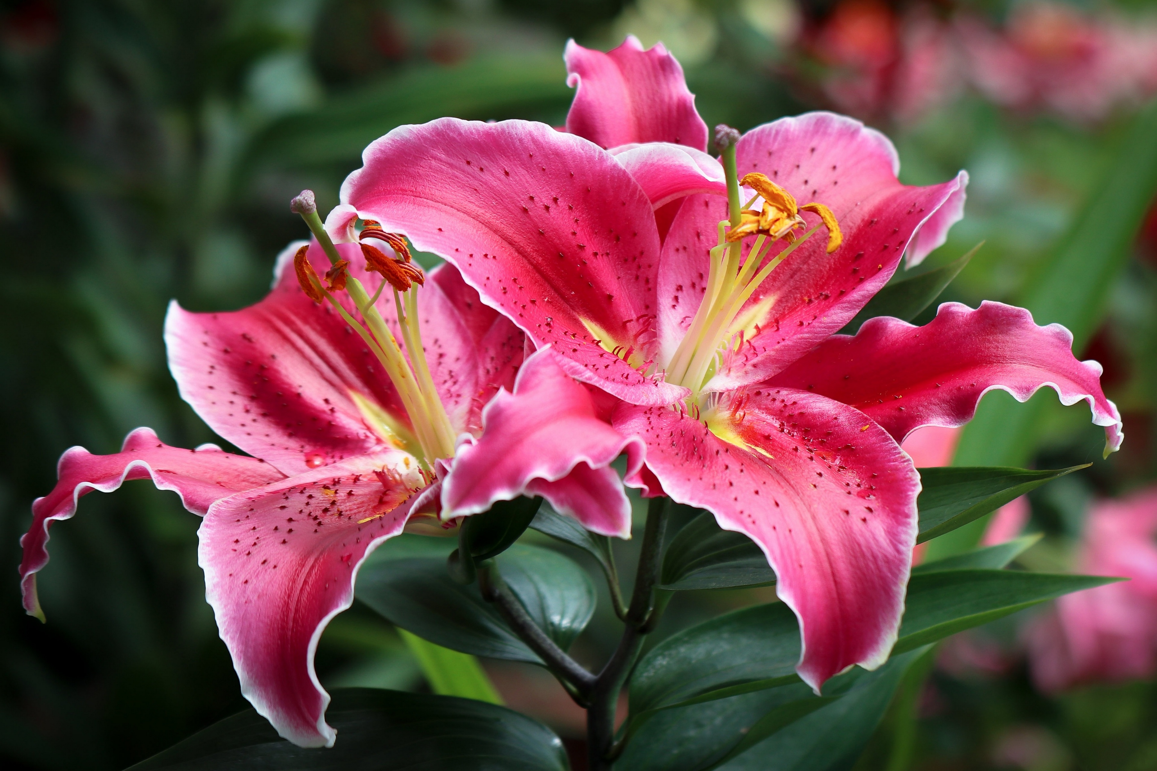 Free photo Pink lily close up