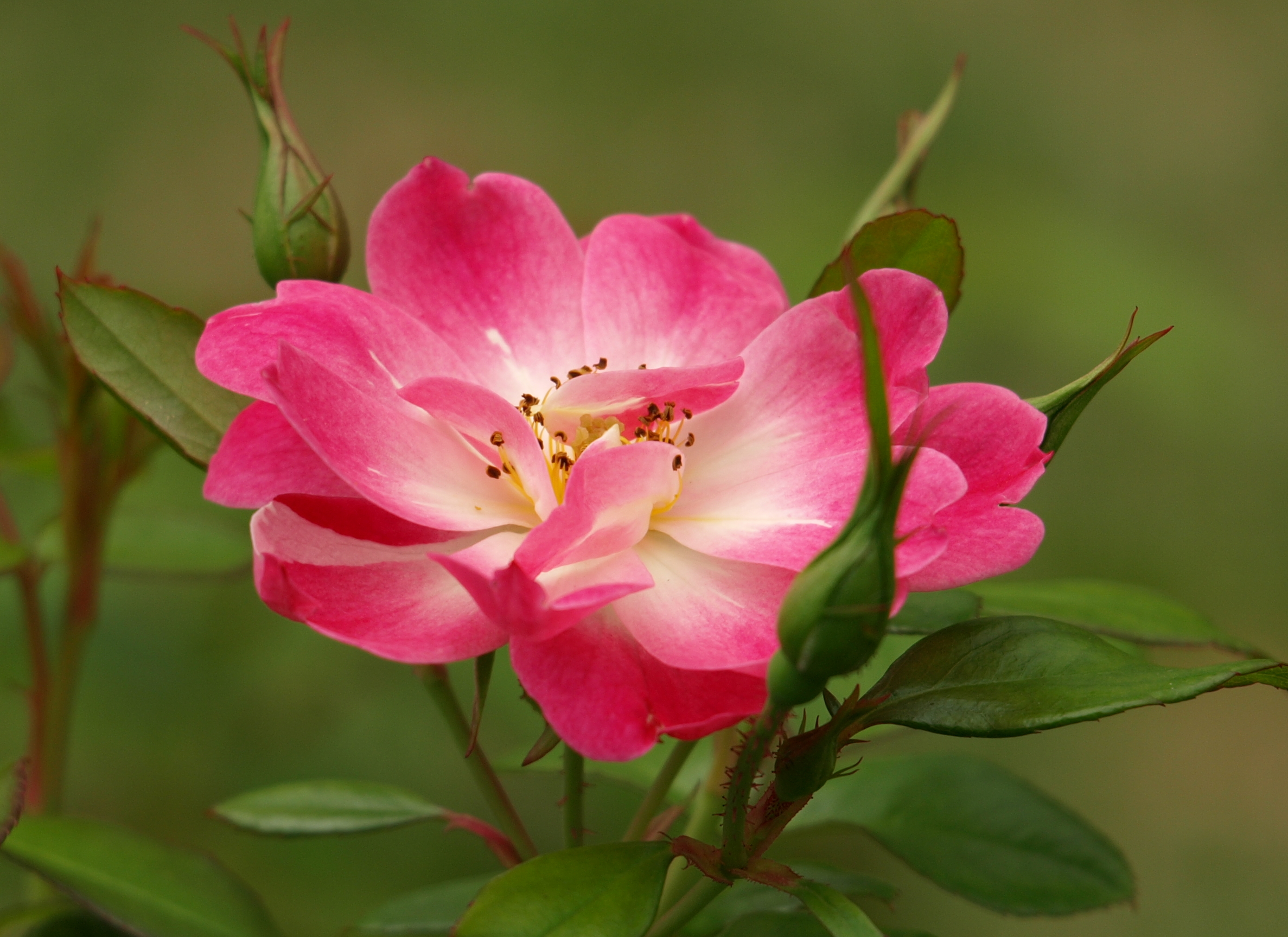 桌面上的壁纸玫瑰 粉红的花 粉色花瓣