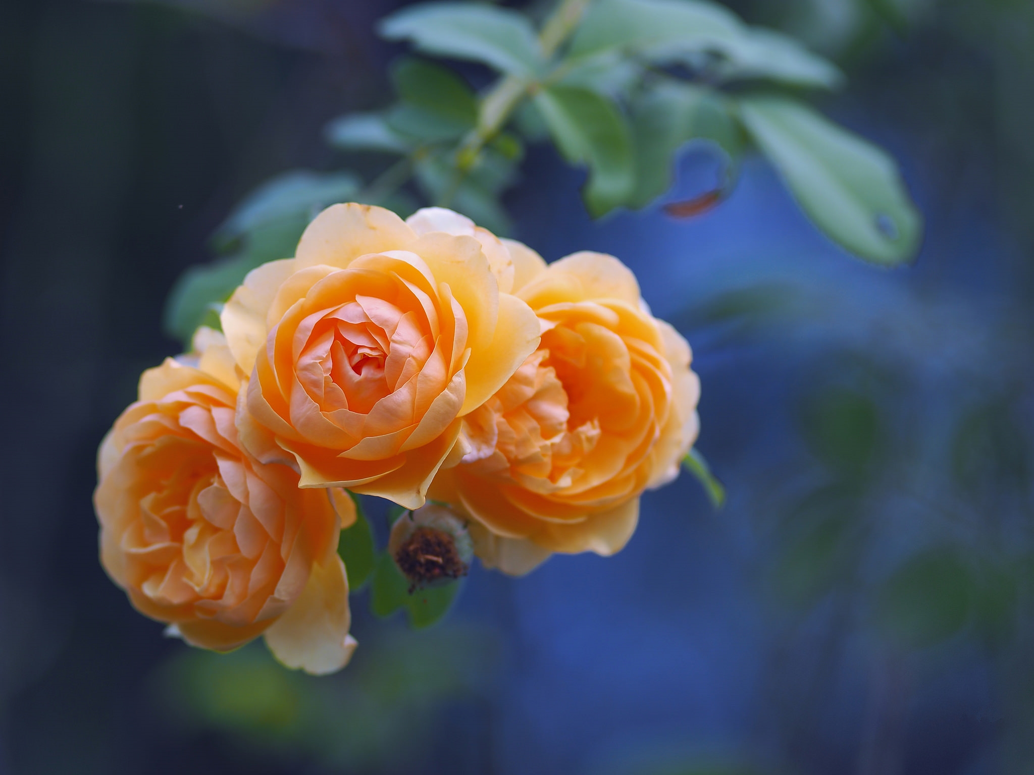 Обои маленькие розы флора розы на рабочий стол