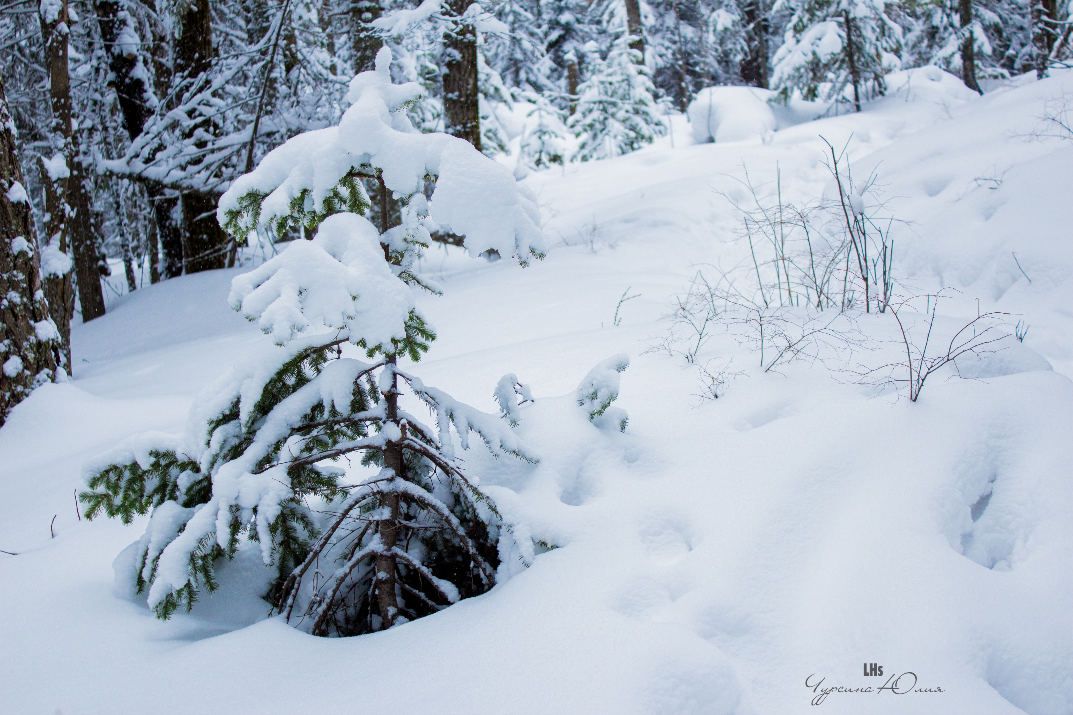 Free photo A Christmas tree was born in the forest